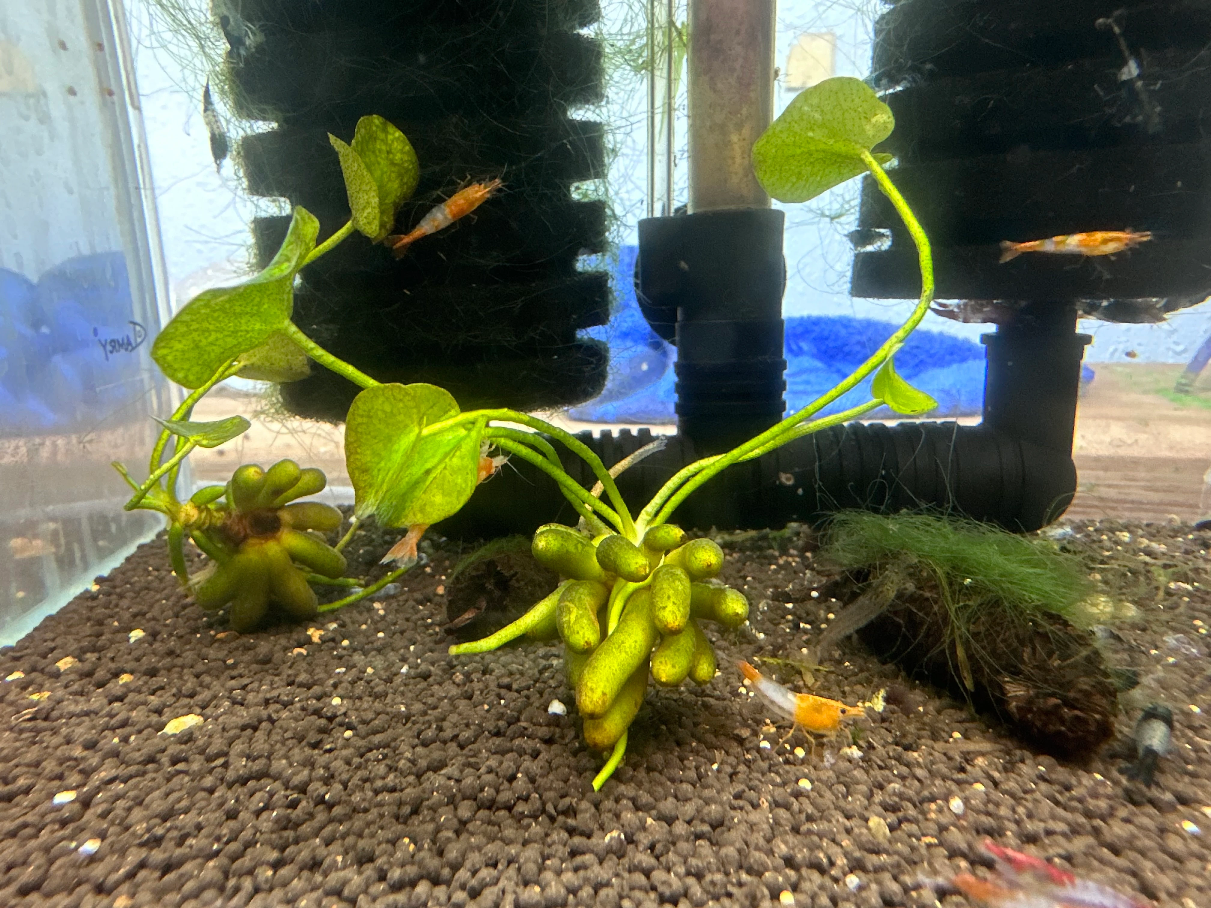 Freshwater Aquarium Plants: Banana Plant - Nymphoides aquatica