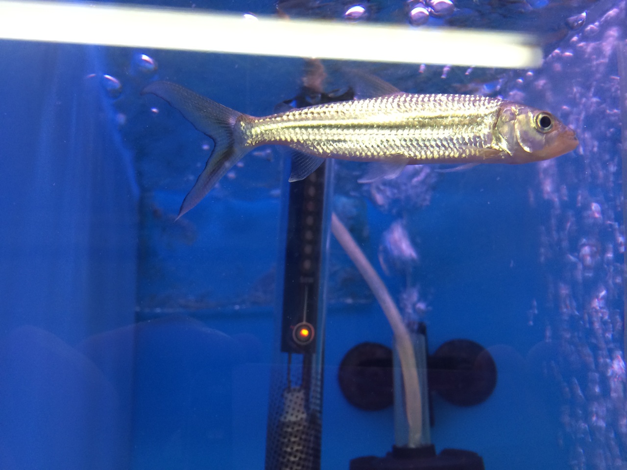 Freshwater Tropical Fish: African Tiger Fish (Hydrocynus vittatus)