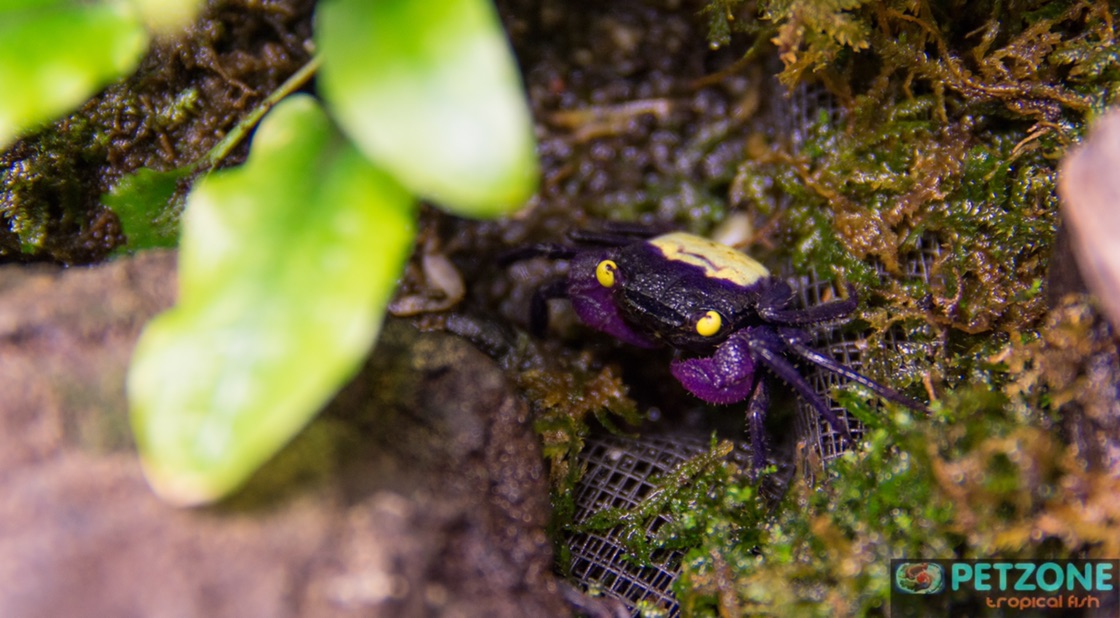Freshwater Inverts: Purple Vampire Crab - Geosesarma Bogorensis