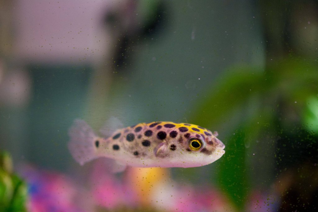 green spotted puffer fish