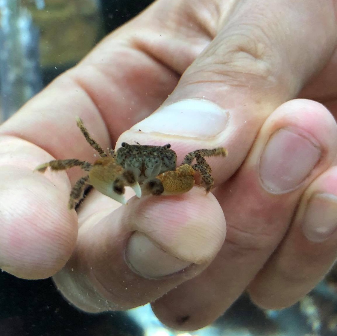 Freshwater Inverts FRESHWATER POM POM CRAB (PTYCHOGNATHUS BARBATUS)