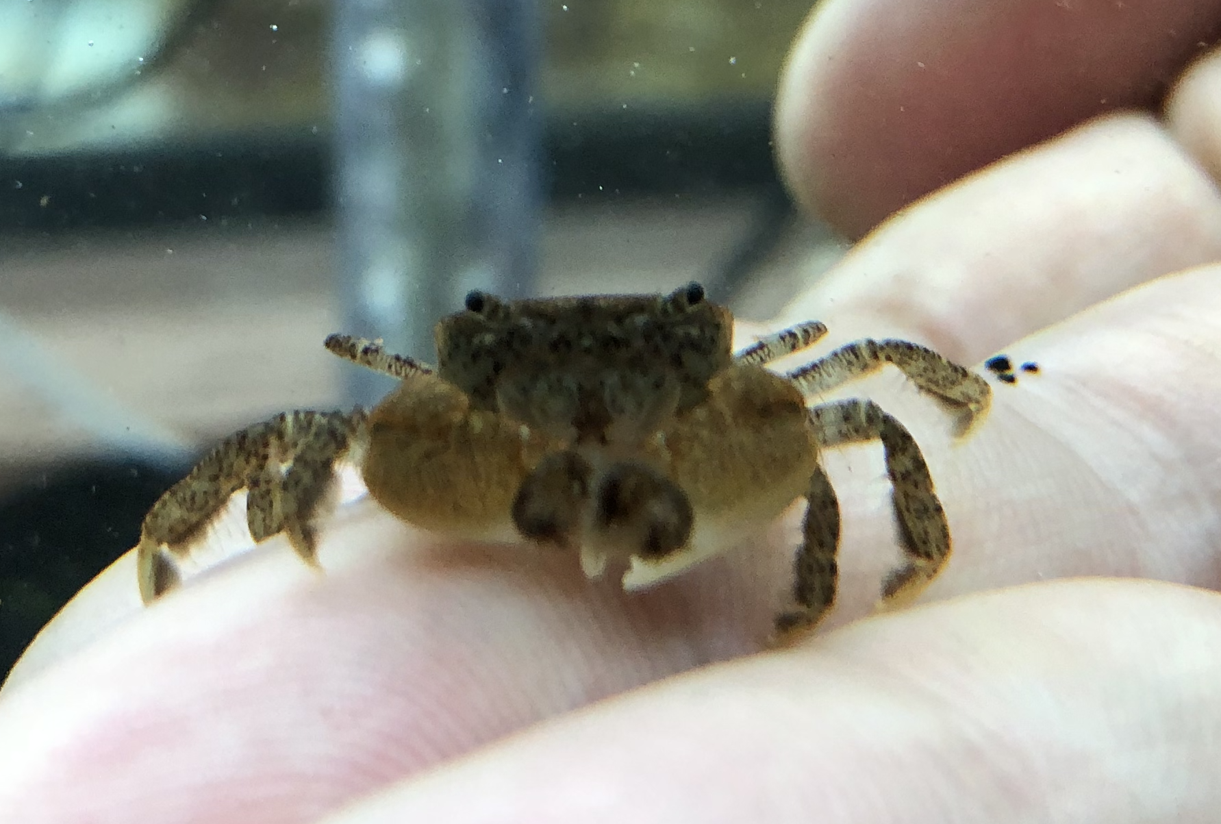 gorilla crab