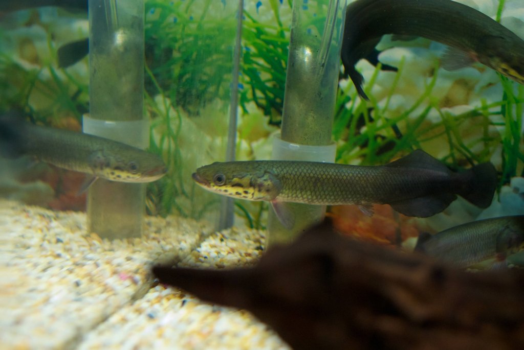 Freshwater Tropical Fish Arapaima Gigas, Pirarucu