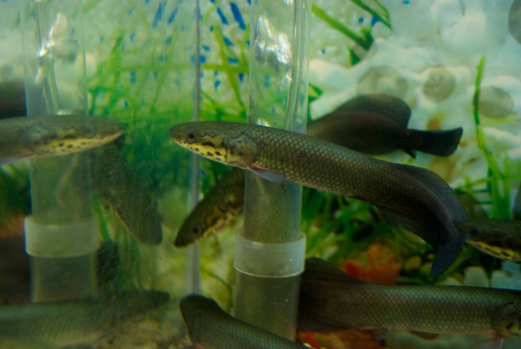 Freshwater Tropical Fish Arapaima Gigas Pirarucu Get the best deals for arapaima fish at ebay.com. arapaima gigas