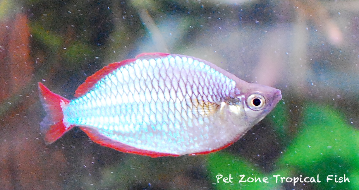 tropical rainbow fish