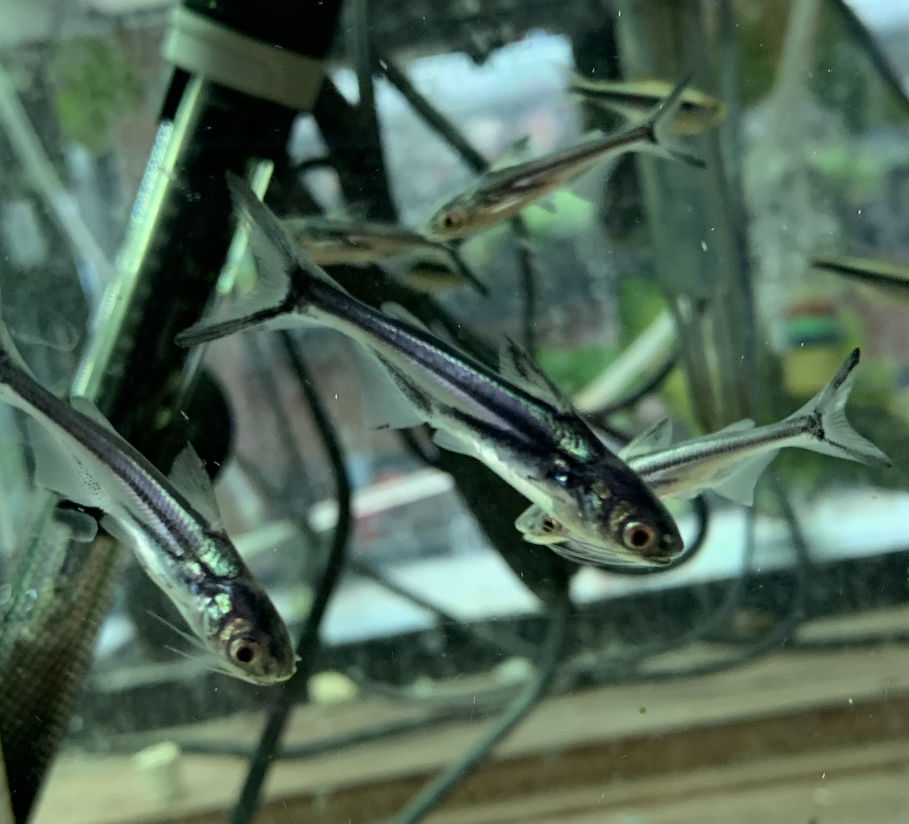 Freshwater Fish For Sale: Black Ear Pangasius Catfish Pangasius