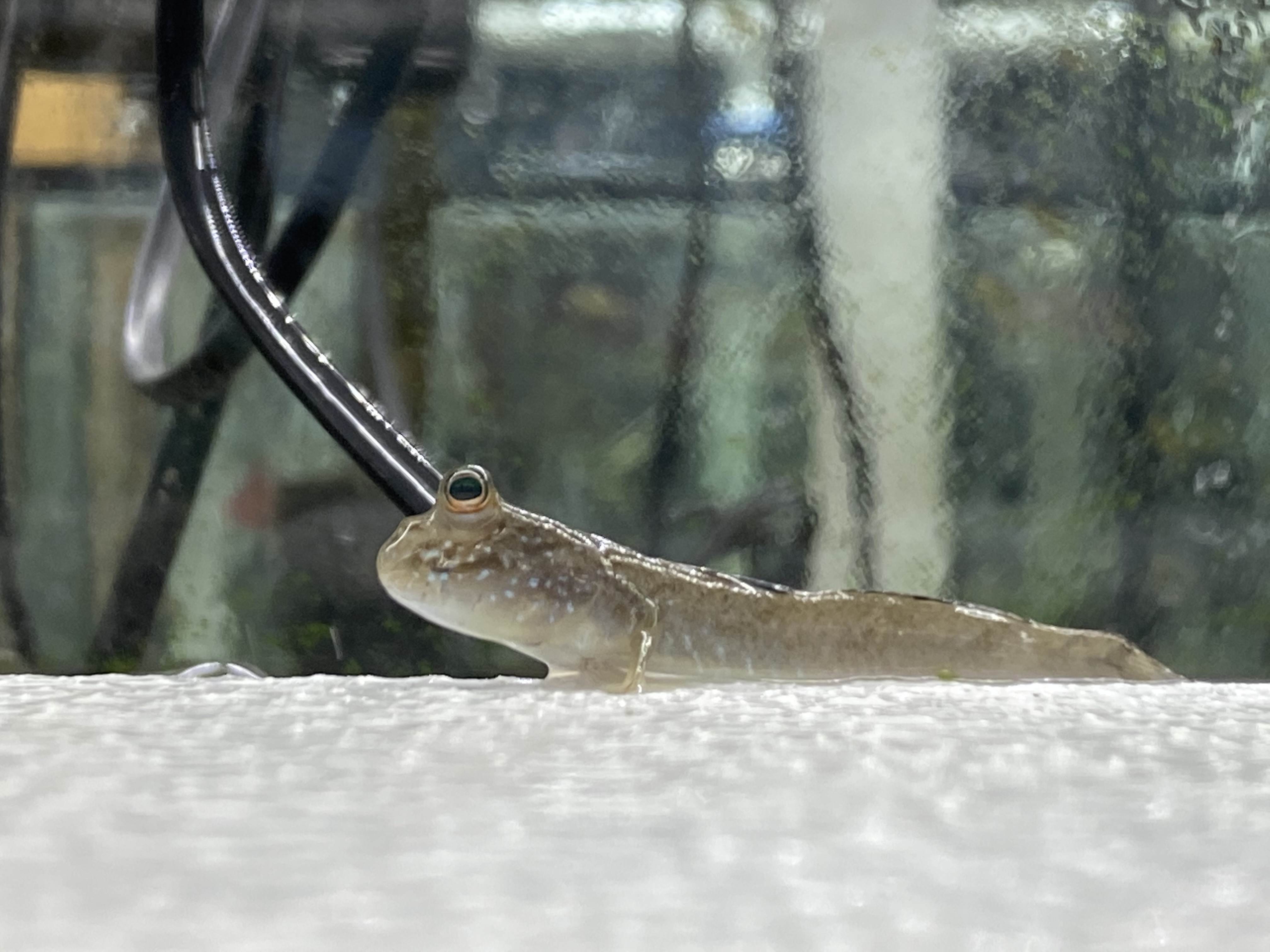 African mudskipper care Clearance
