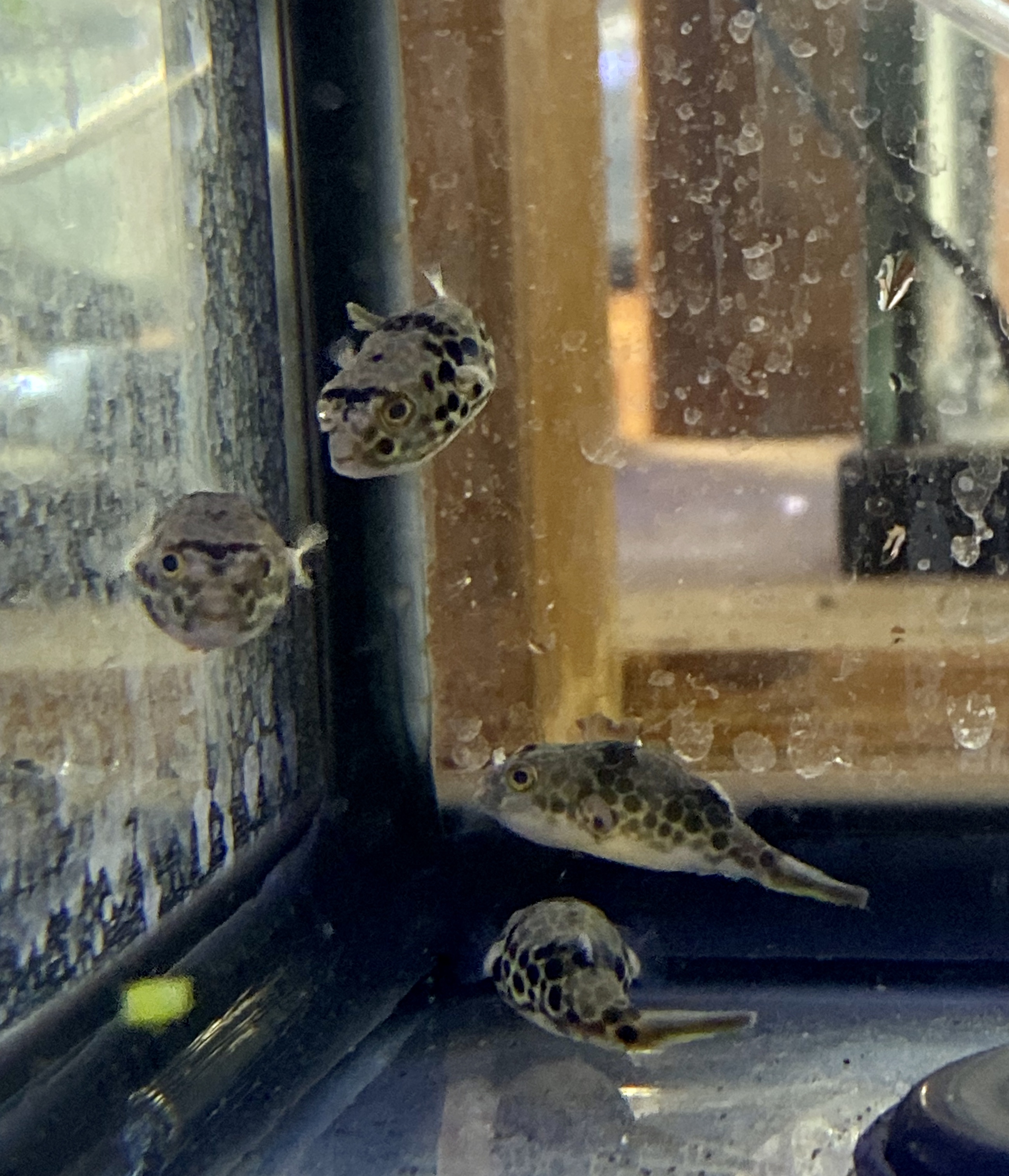 Freshwater Fish For Sale Spotted Congo Pufferfish Tetraodon schoutedeni
