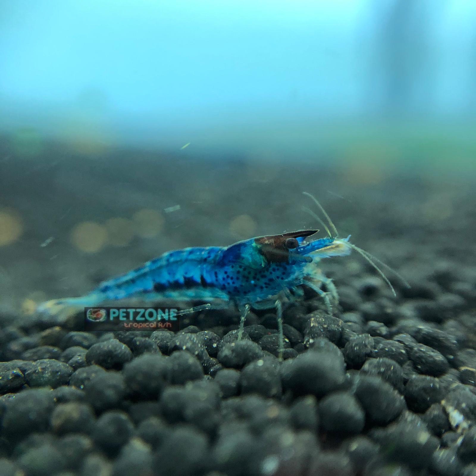 blue velvet shrimp