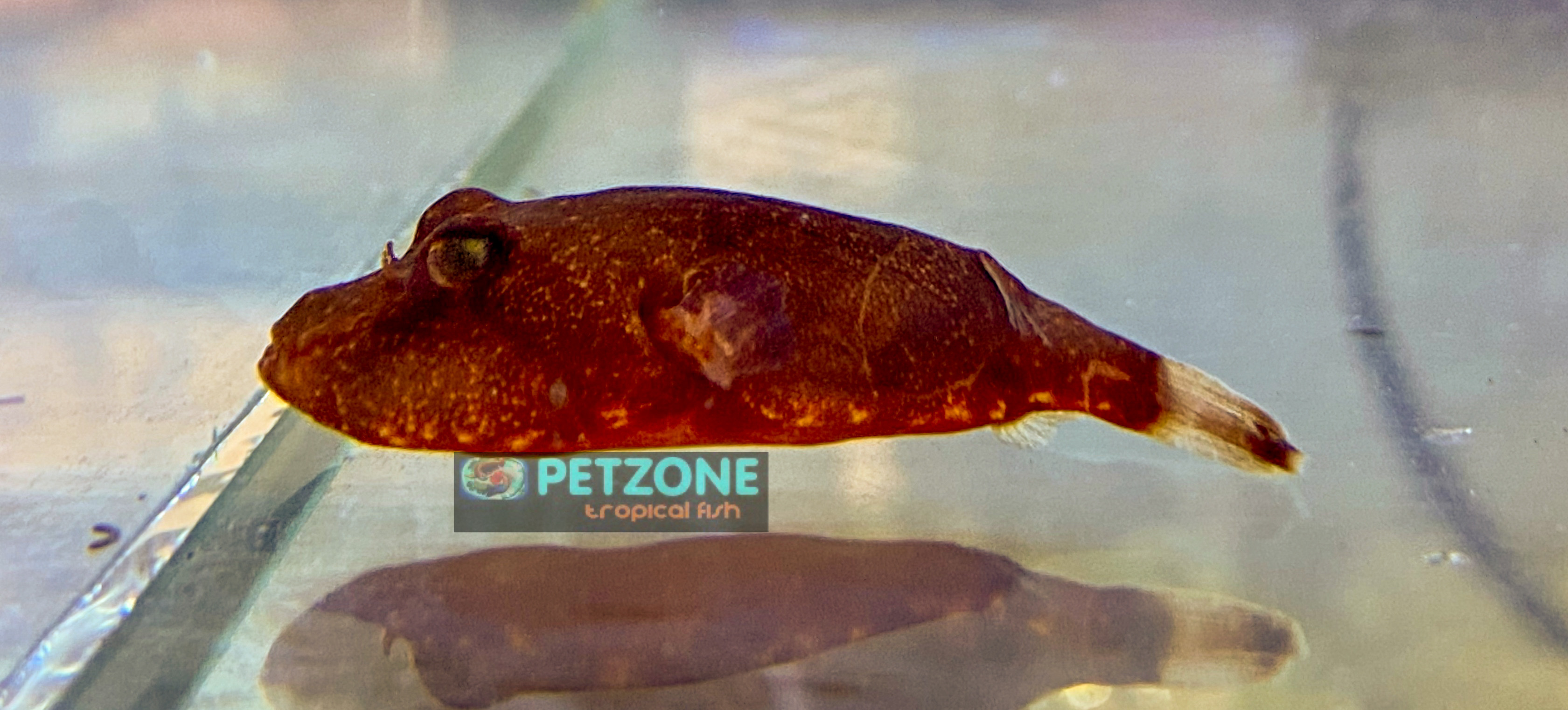 Freshwater Fish For Sale Congo Puffer Tetraodon Miurus