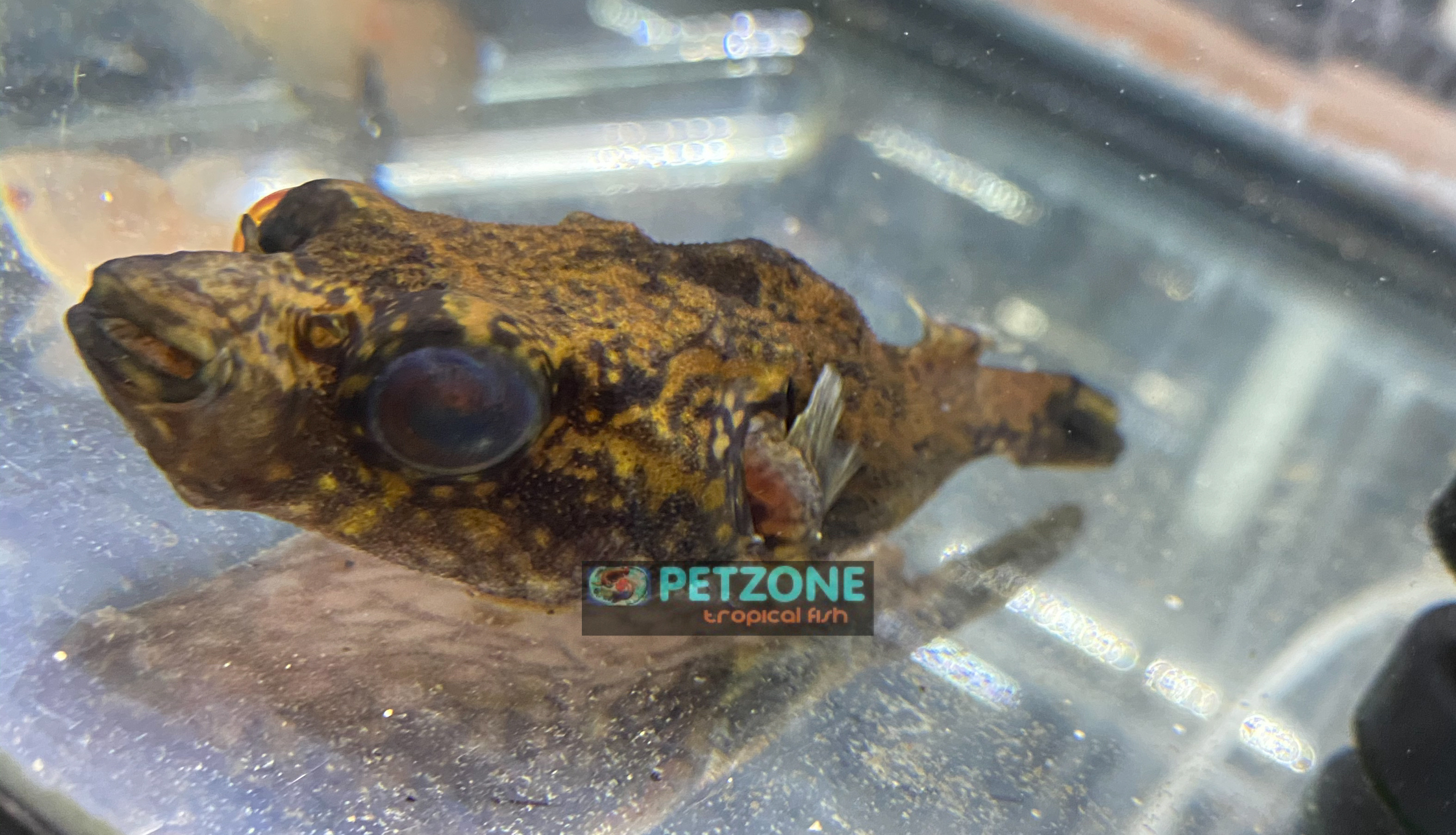 freshwater dragon puffer