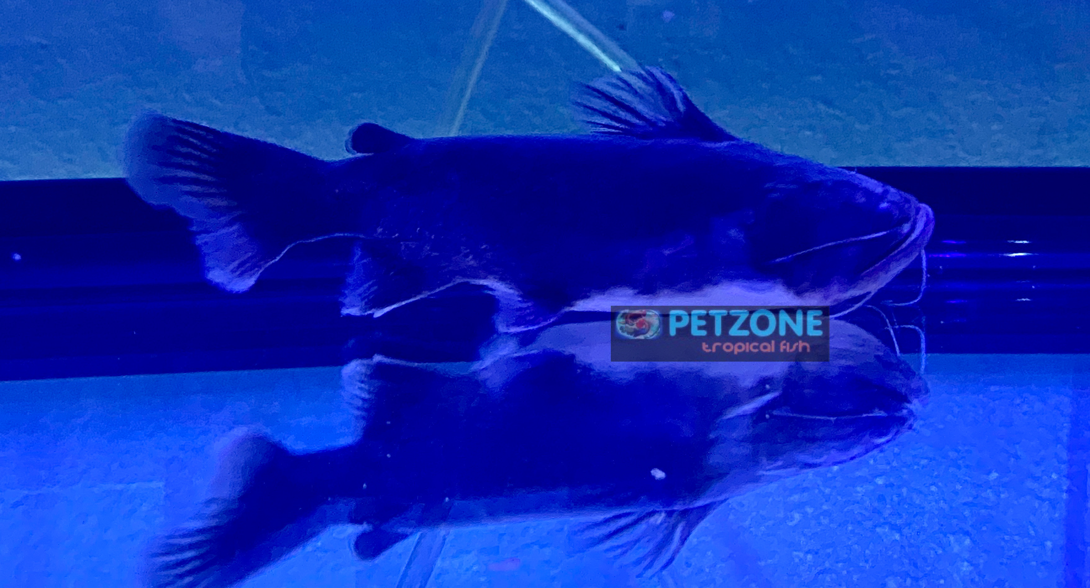 Live Freshwater Catfish For Sale Gulper Catfish Asterophysus batrachus