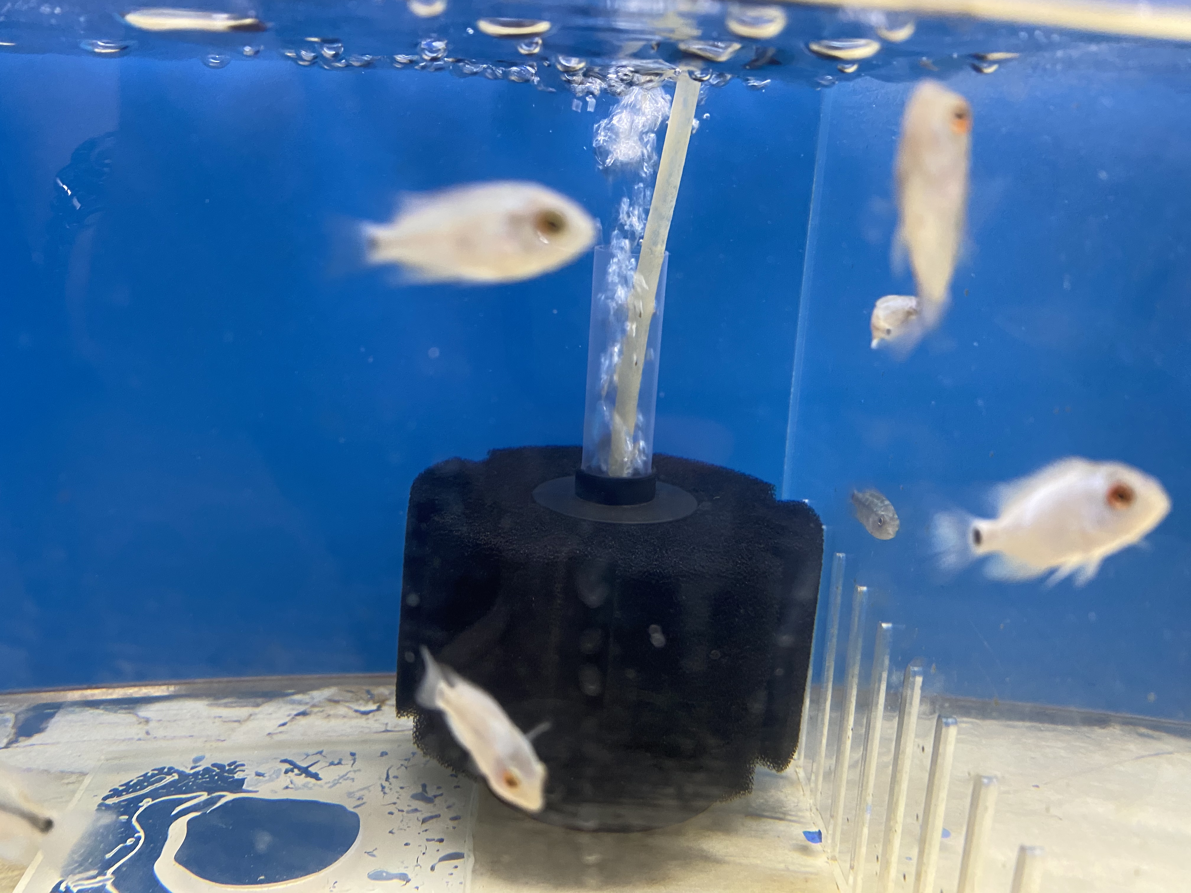 Crossbreed Cichlid Thai Silk Flowerhorn Fry For Sale