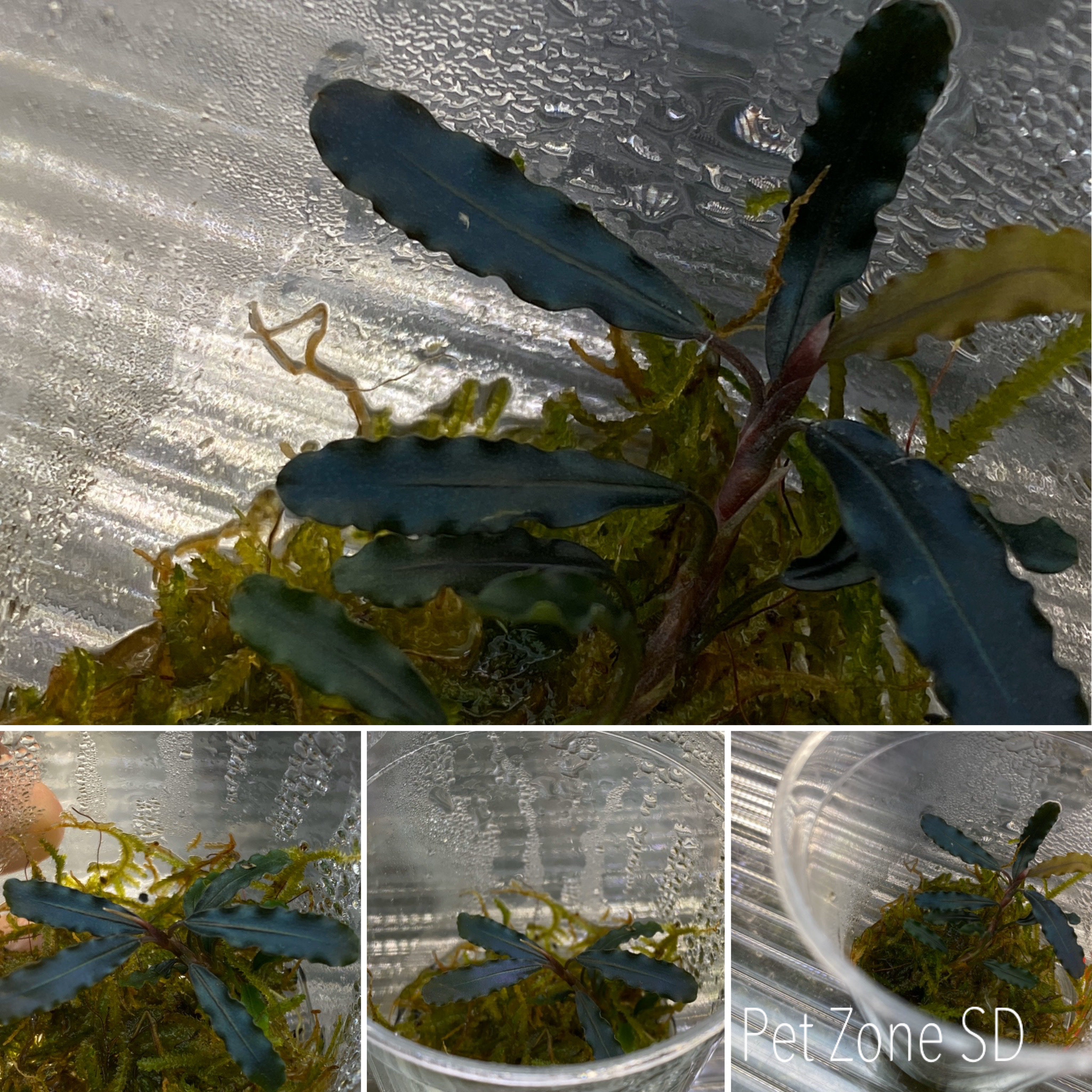 Aquarium Plants: Titan Bucephalandra