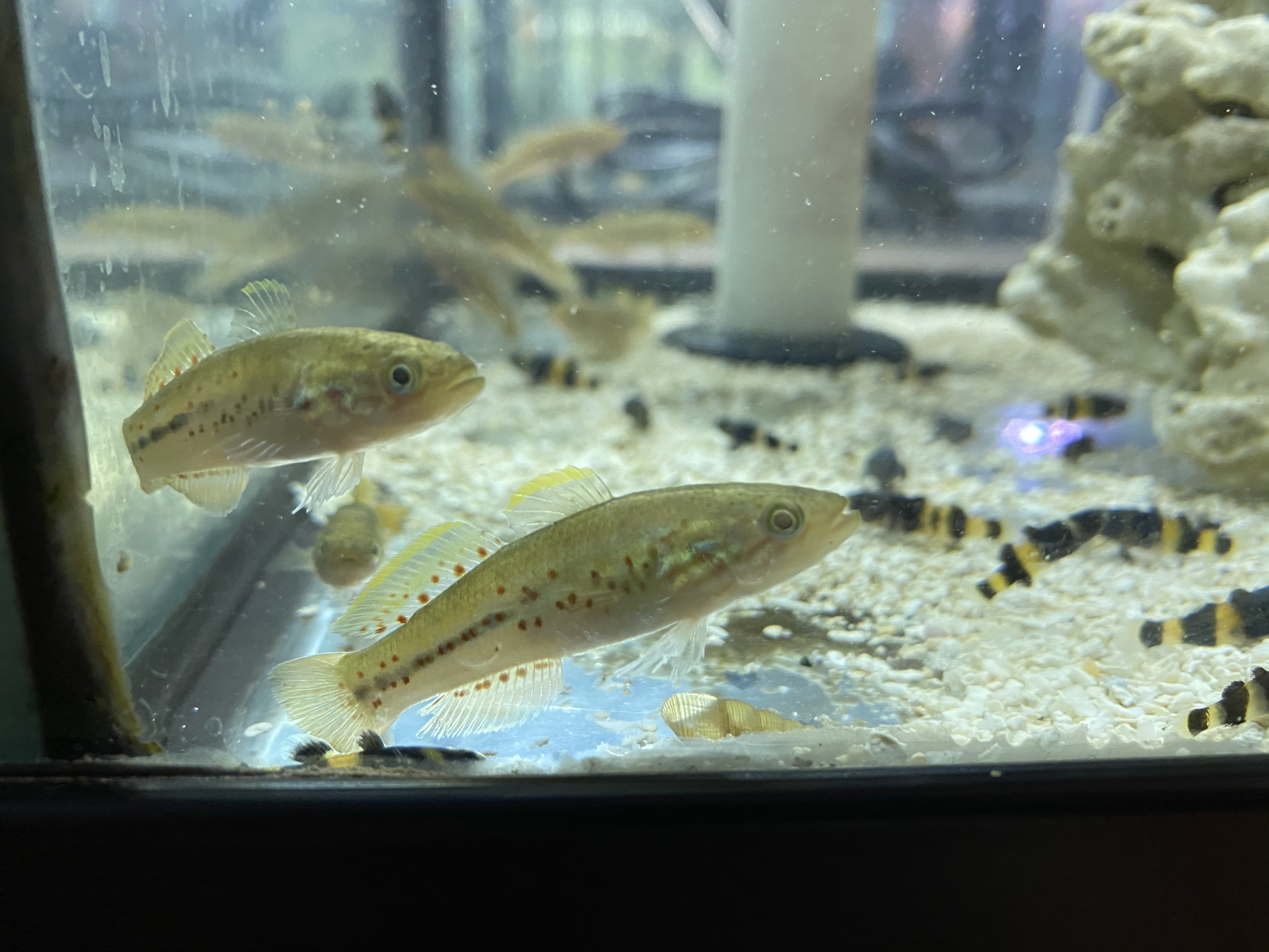 purple spotted gudgeon care