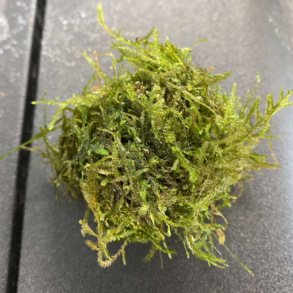 Spiky Moss Large Mat Aquatic Plant for Planted Aquarium Tank