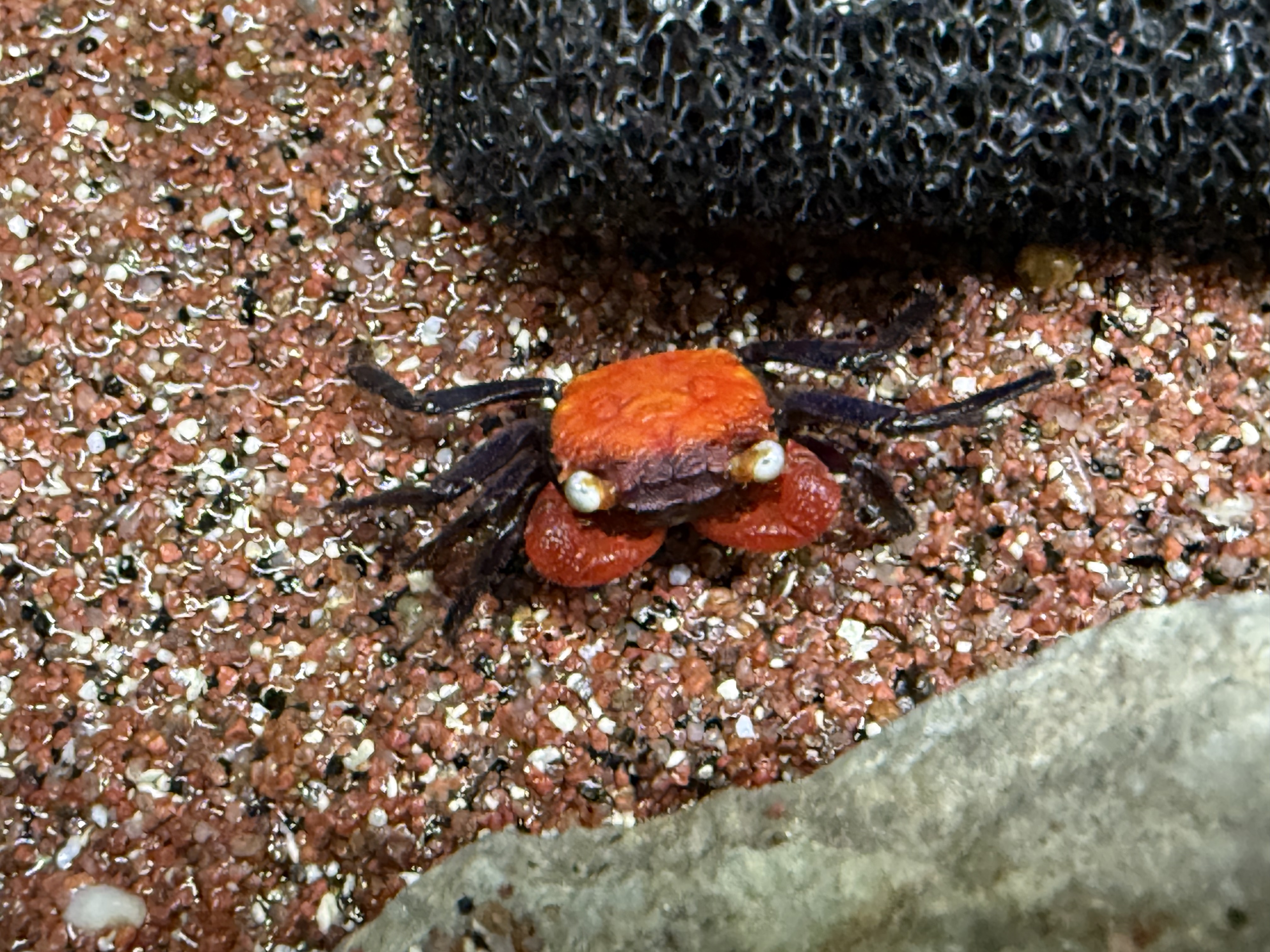 Freshwater Inverts: Red Devil Crab - 