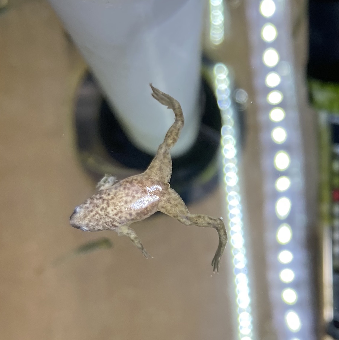 Blonde hot sale dwarf frog