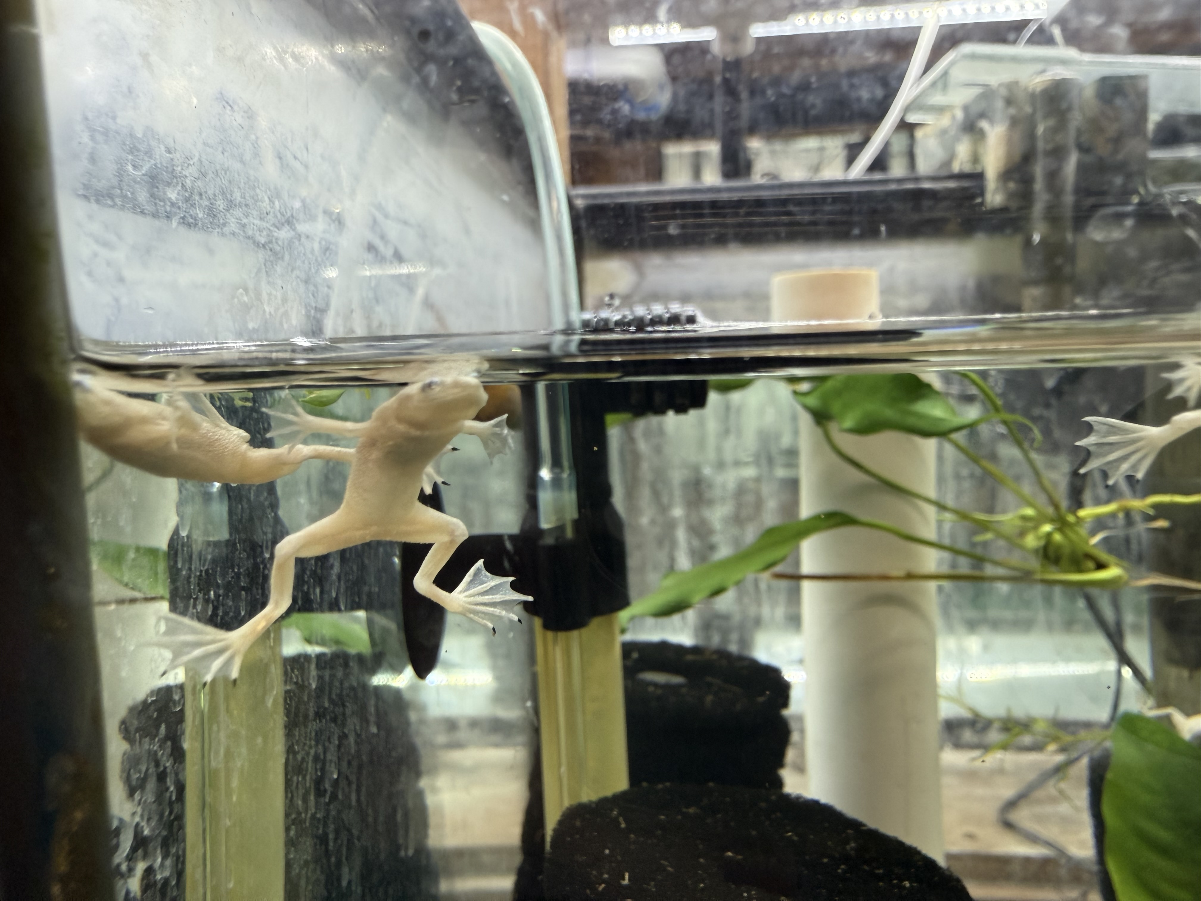 African Dwarf Frog Tank Heating Guide: Ultimate Tips for Success