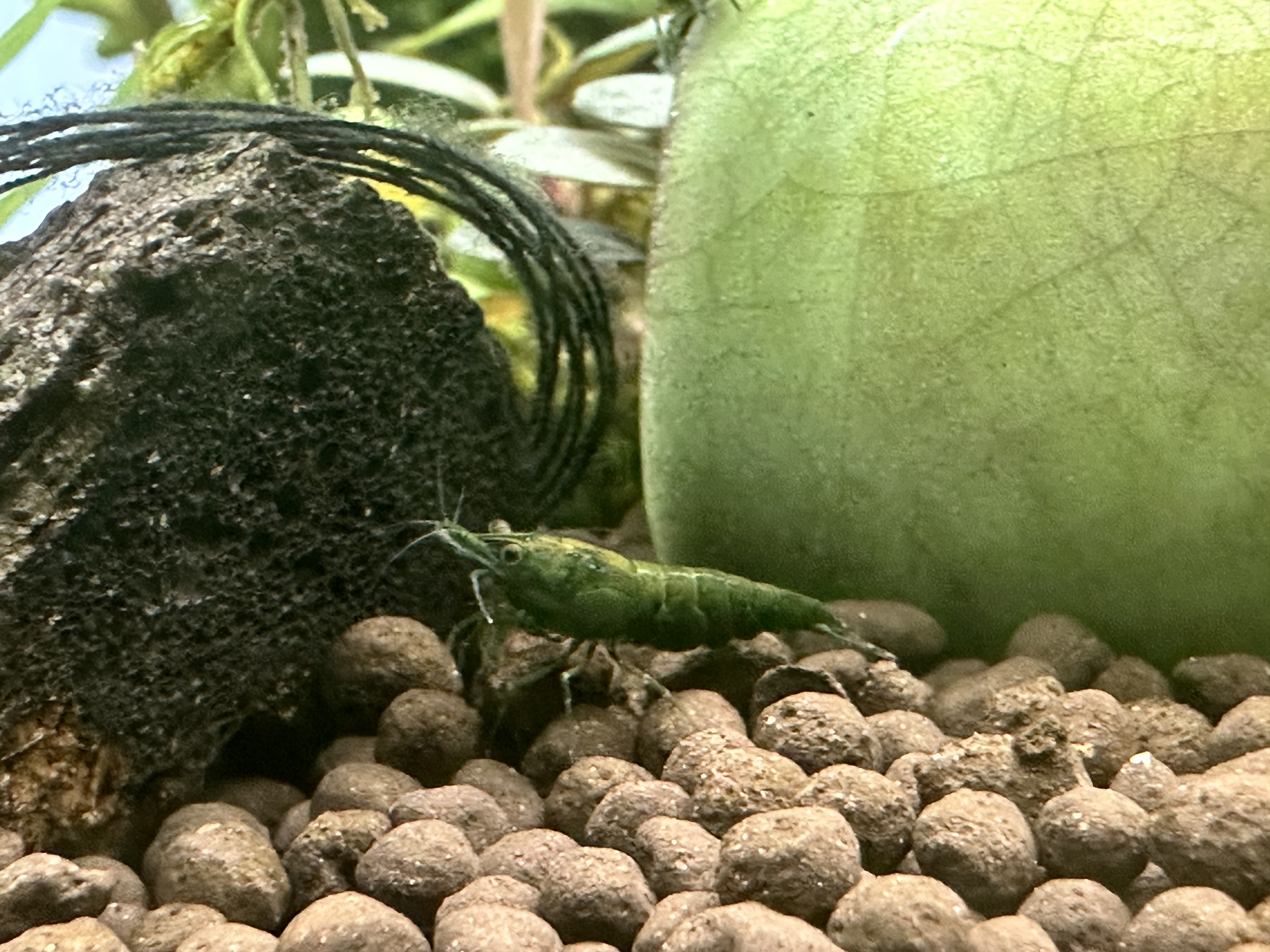 Freshwater Dwarf Shrimp: Green Jade Shrimp - Neocardina Shrimp