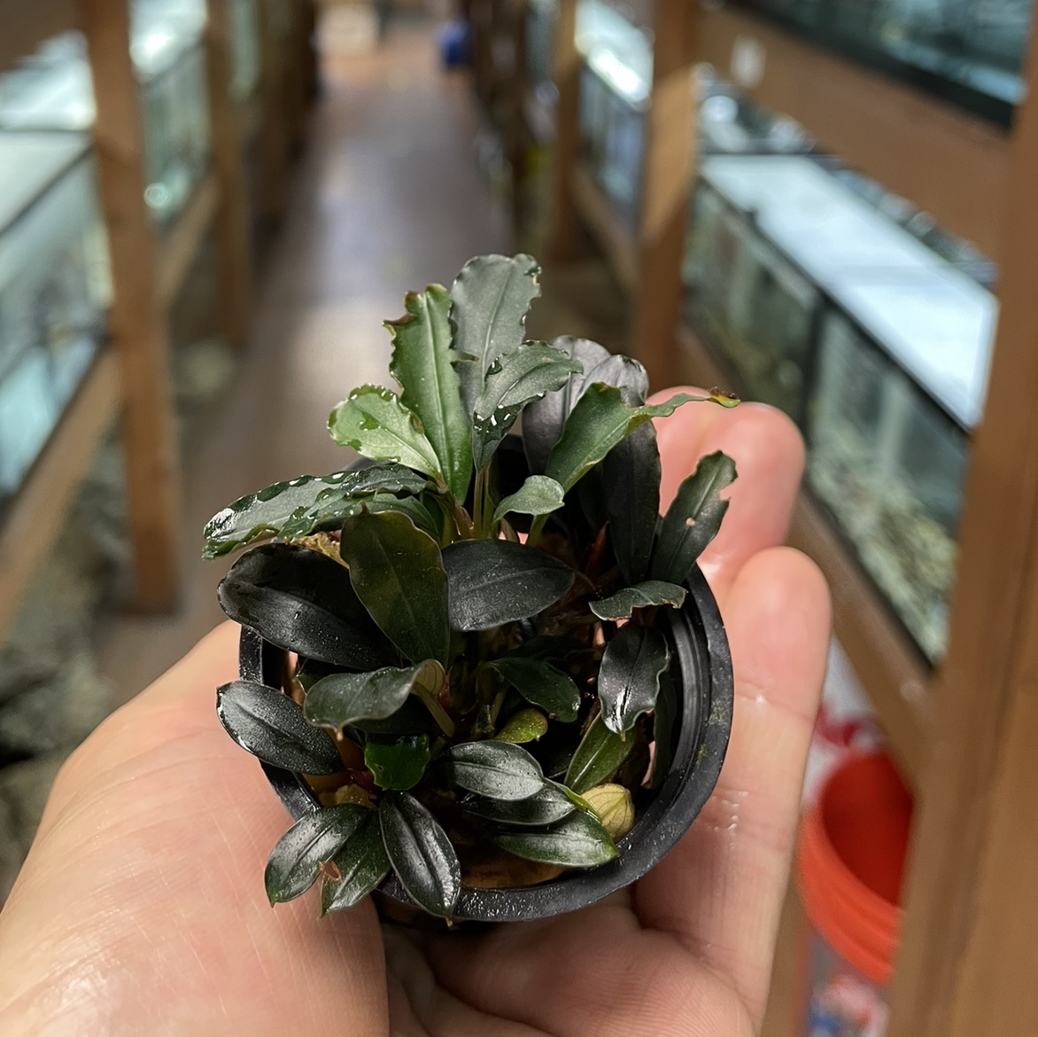 BUCEPHALANDRA BROWNIE BLUE - Pet Zone Tropical Fish - San Diego