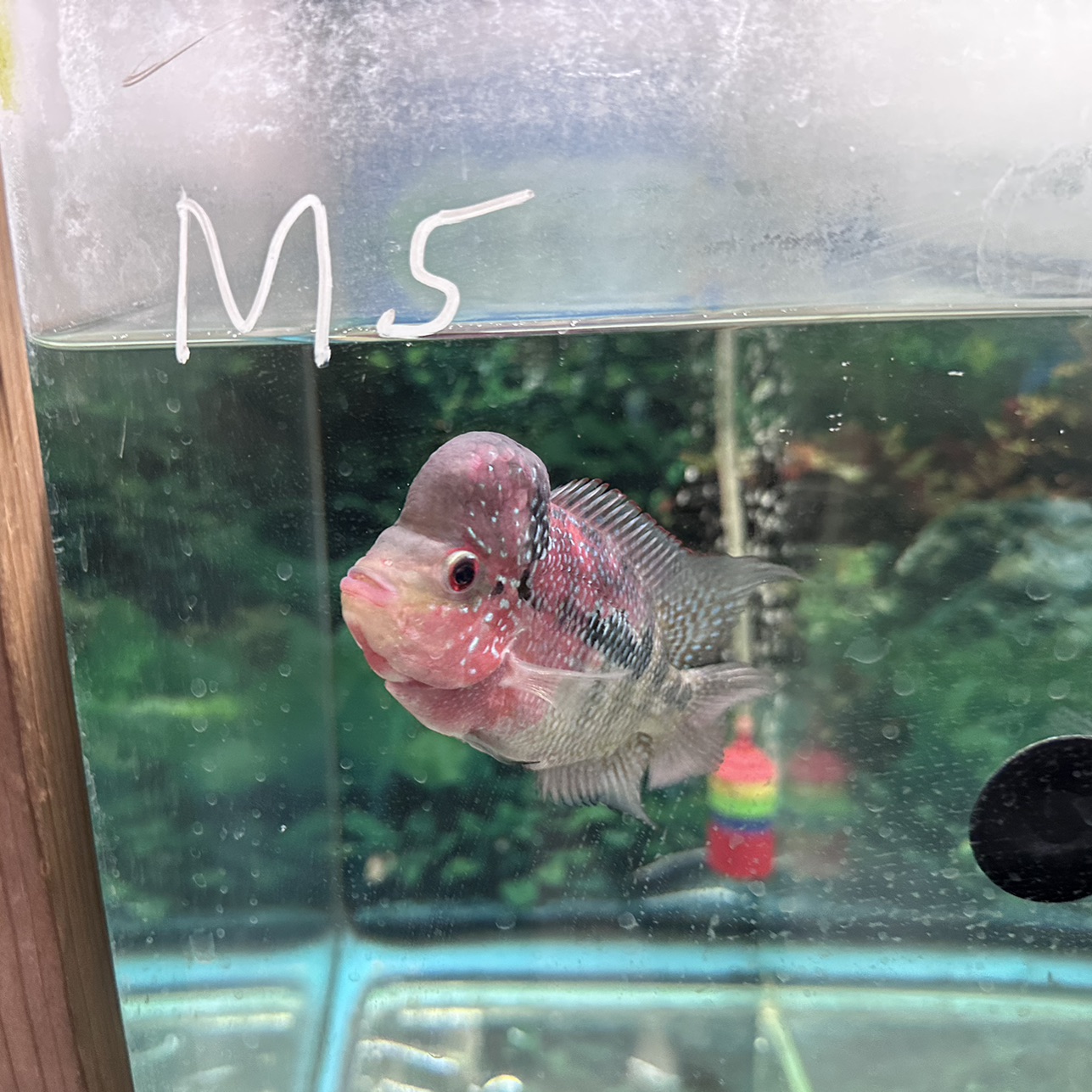 Hybrid Cichlids: ZZ Flowerhorn - M5