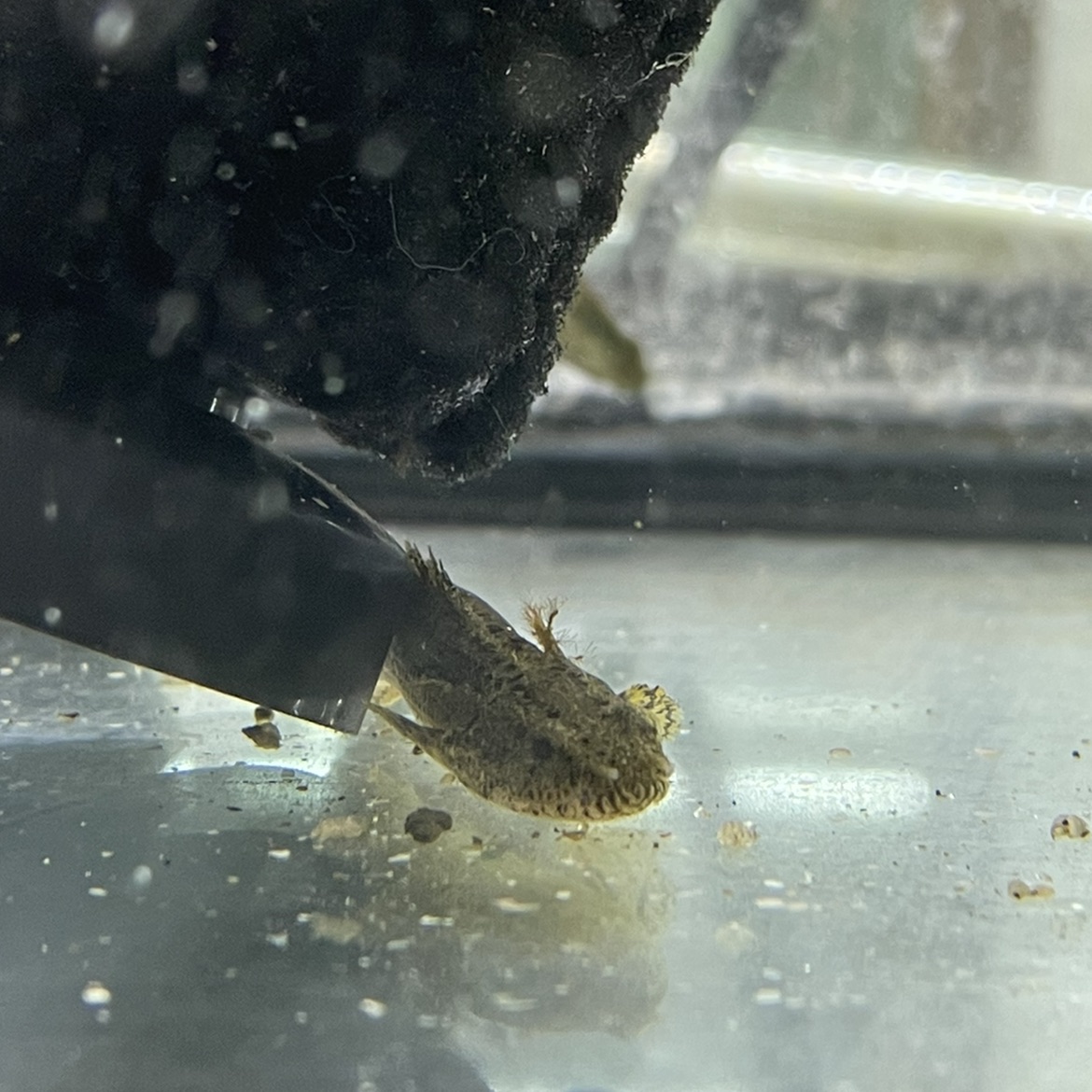 Oddball Freshwater Tropical Fish: Guinean bichir – polypterus ansorgii