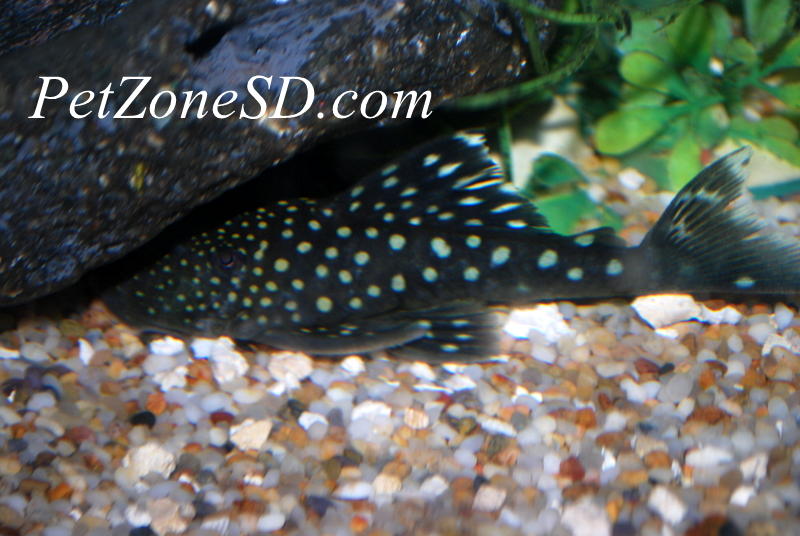 Phantom Blue Caught Live! ファントム・ブルー ライヴ Blue Phantom (L-128) Plecostomus: Tropical Fish for Freshwater