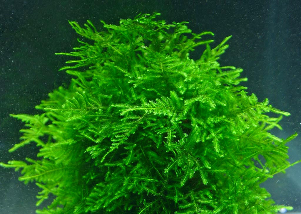 Aquarium Plants: IC808 ADA TISSUE CULTURE - PEACOCK MOSS