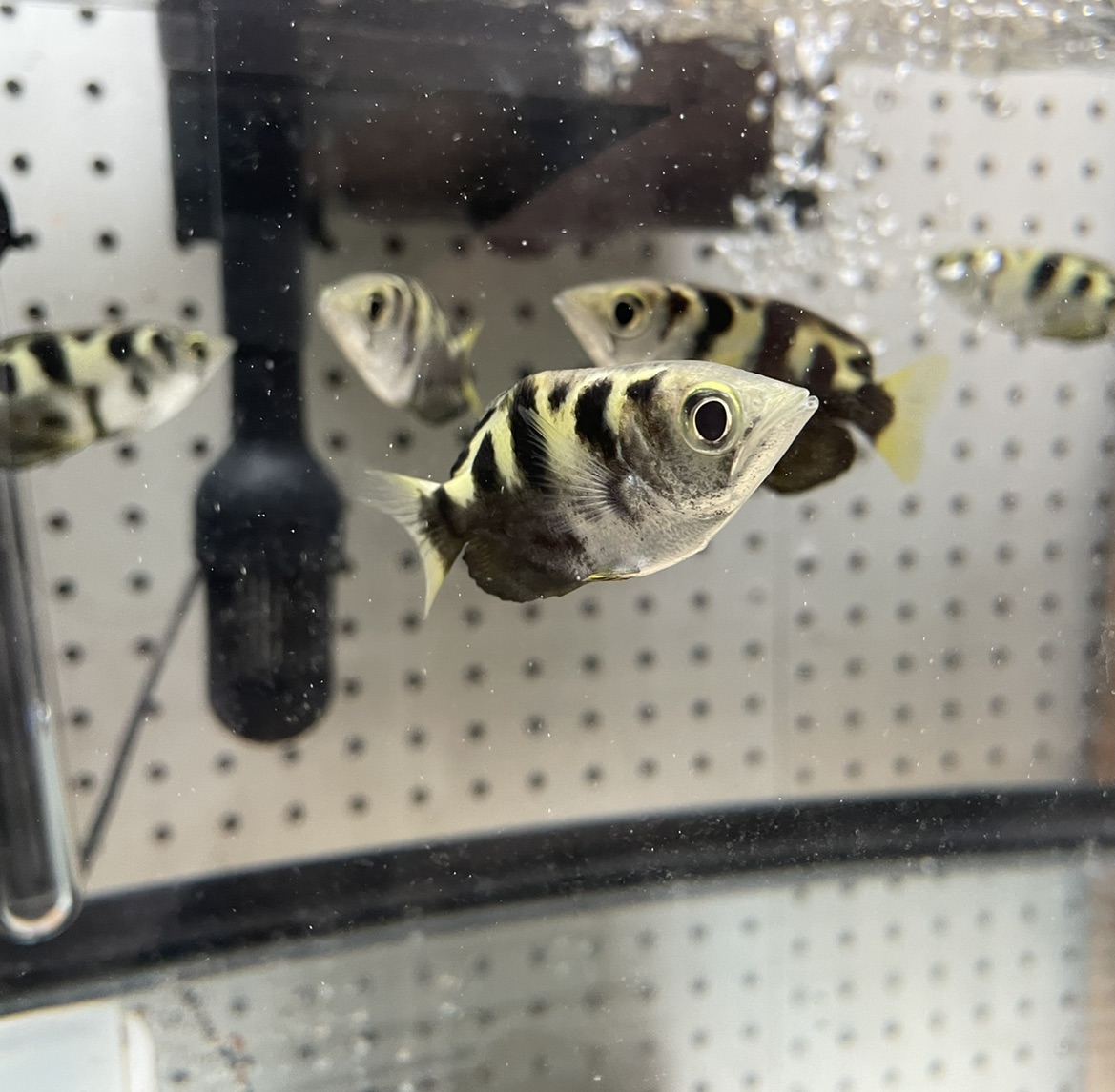 Tropical Fish For Aquariums: Archerfish