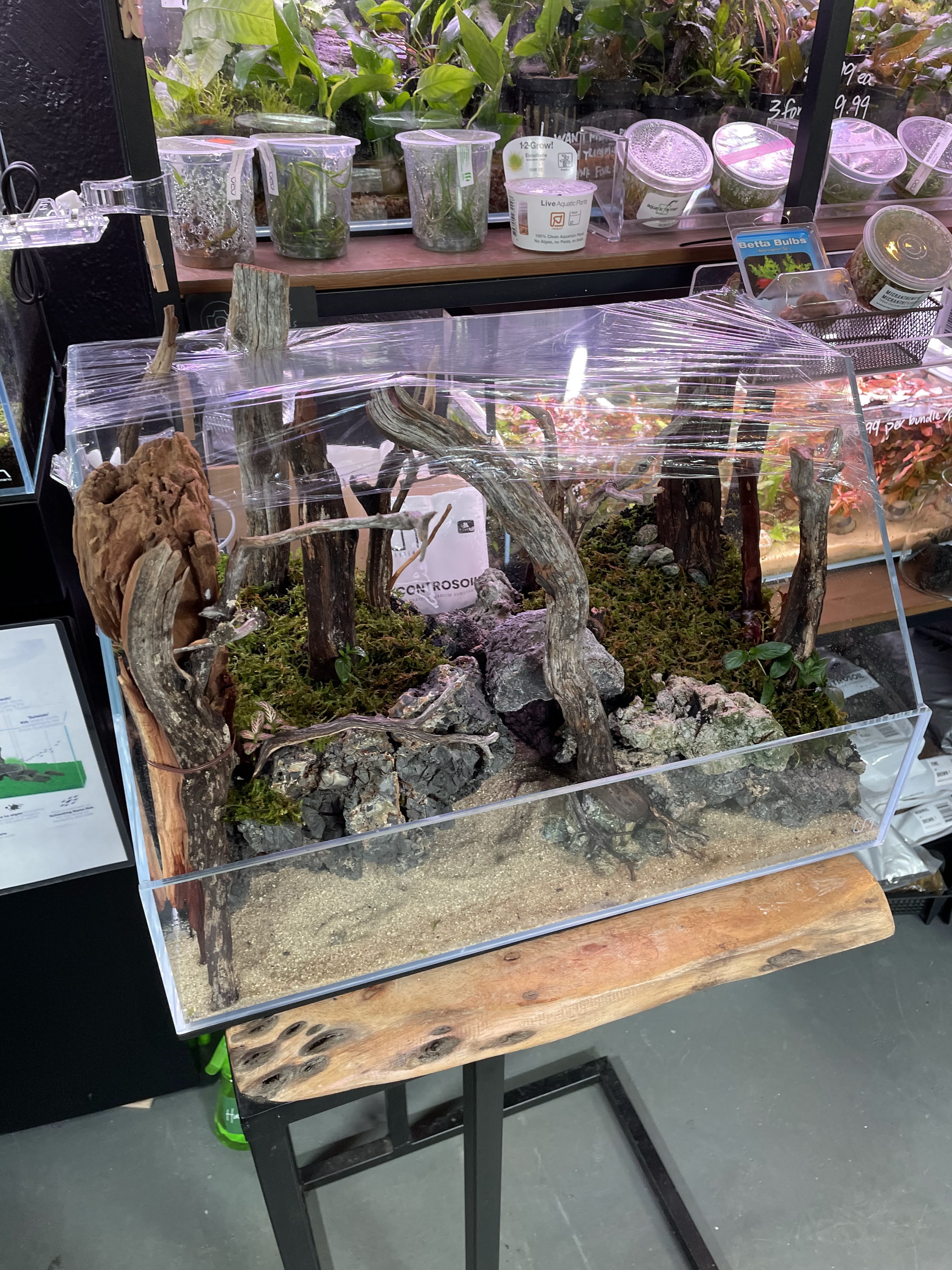 Wabi-Kusa Tanks: UNS Paludarium - 60E Aquarium