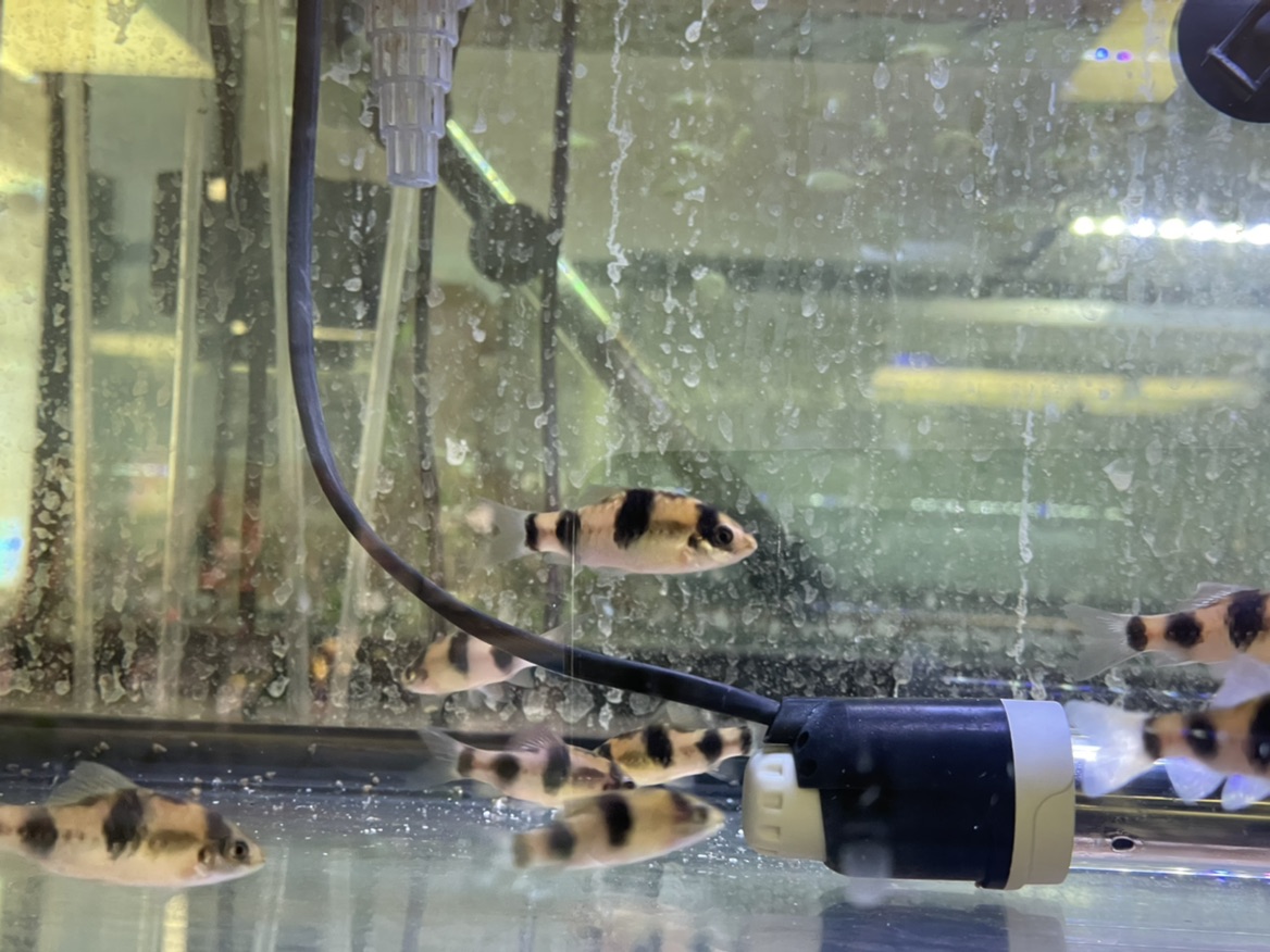 Freshwater Tropical Fish RED PANDA BARB 'MELON BARB' HALUDARIA FASCIATA