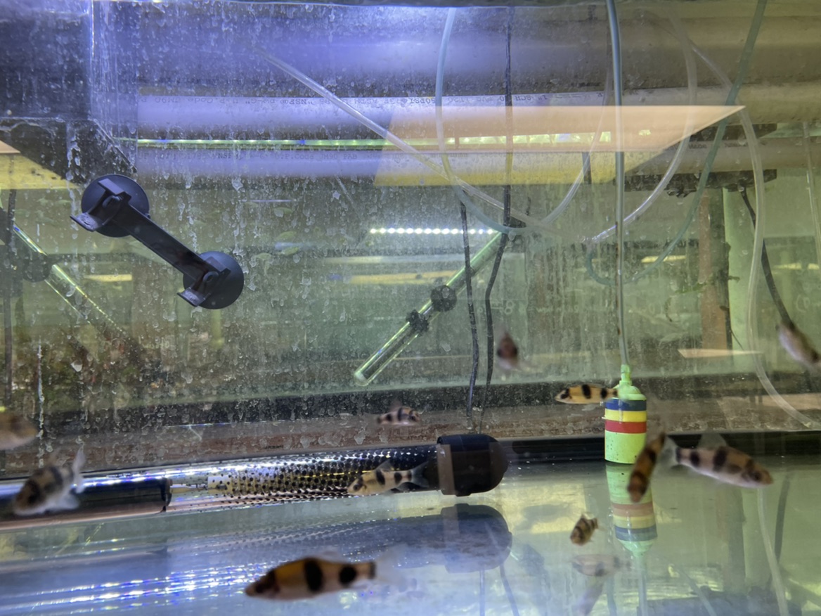 Freshwater Tropical Fish RED PANDA BARB 'MELON BARB' HALUDARIA FASCIATA