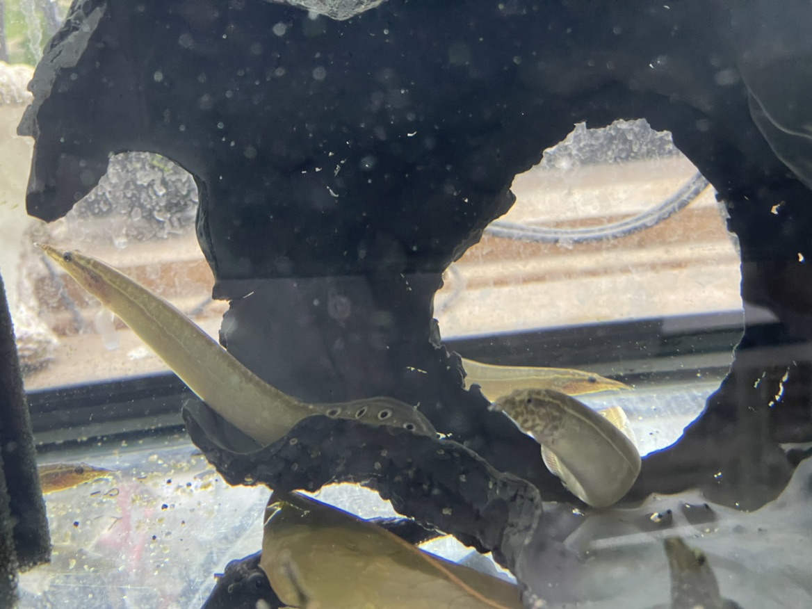 peacock eel