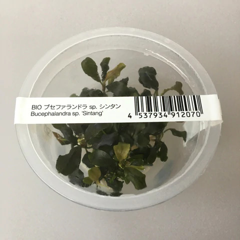 【LA便】Buce sp.\"Sintang Kayulapis Type2\" Bucephalandra sp. Type2 from Sintang kayu lapis