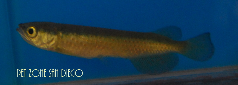 Leichardti Arowana (Saratoga): Leichardti Spotted ...