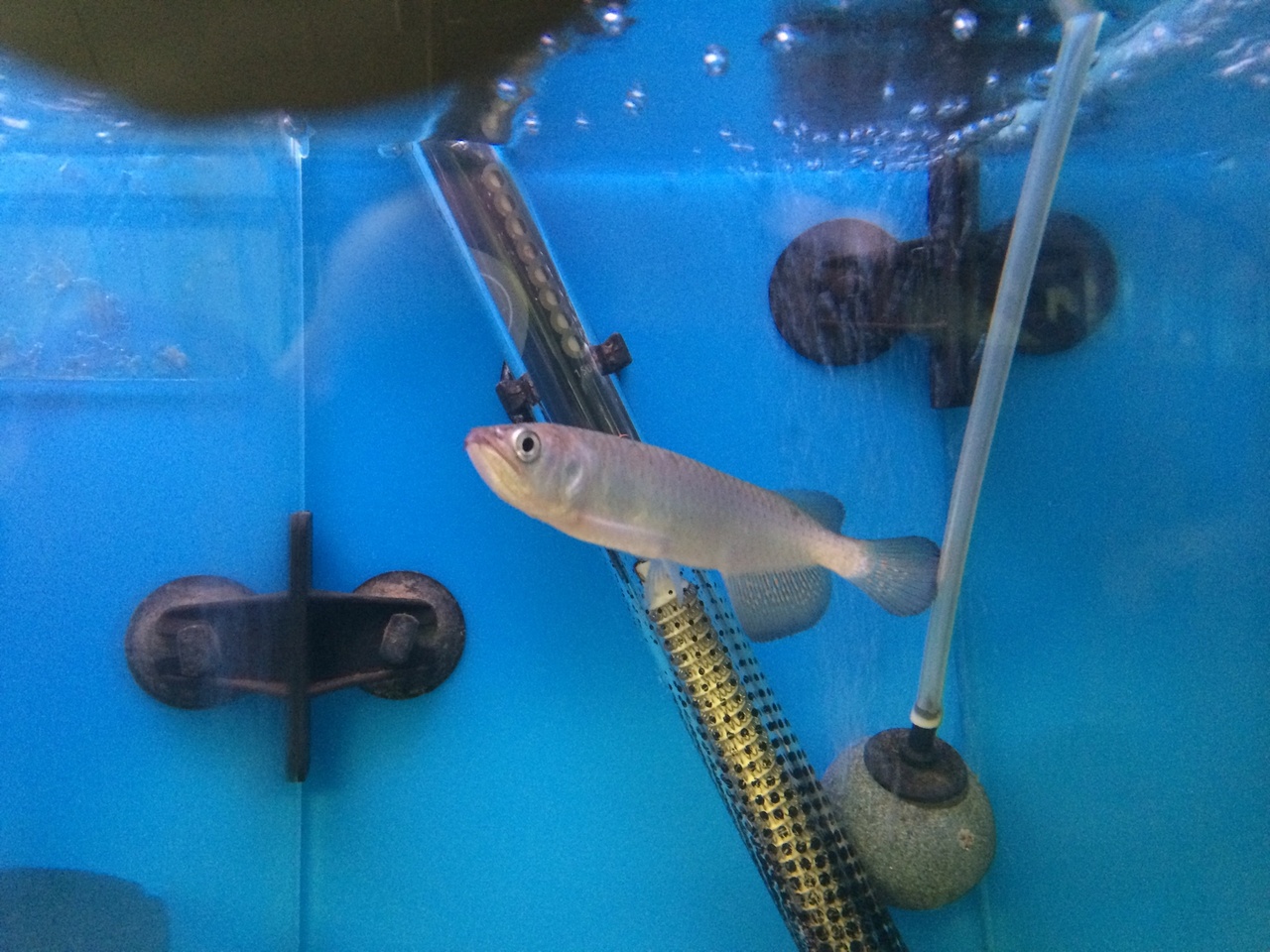 Leichardti Arowana (Saratoga): Leichardti Spotted ...