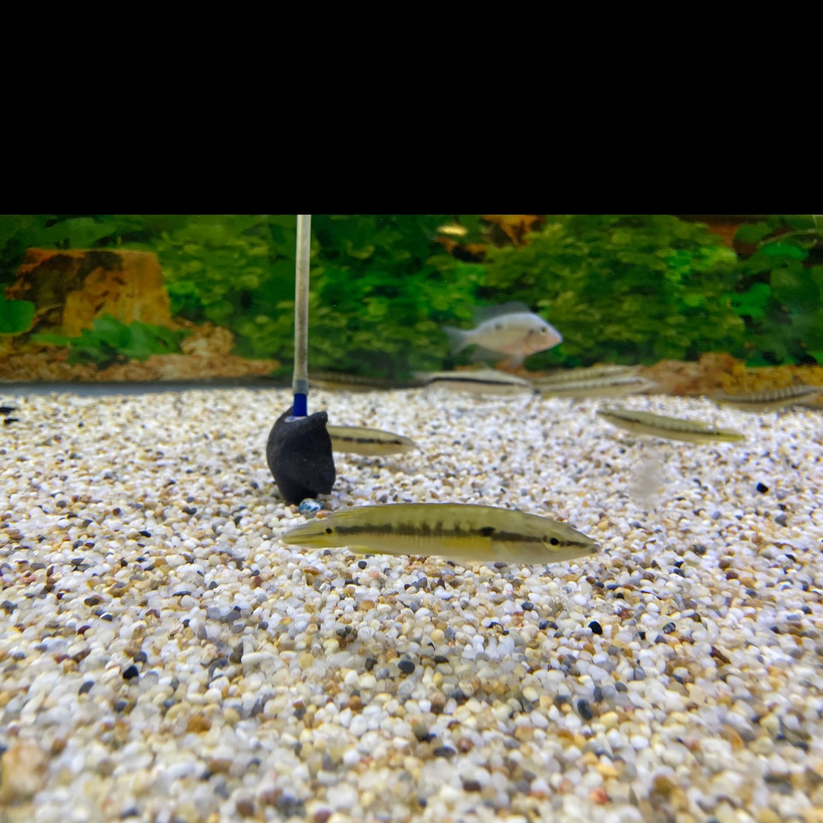Black Stripe Pike Cichlid Pet Zone Tropical Fish San Diego, California
