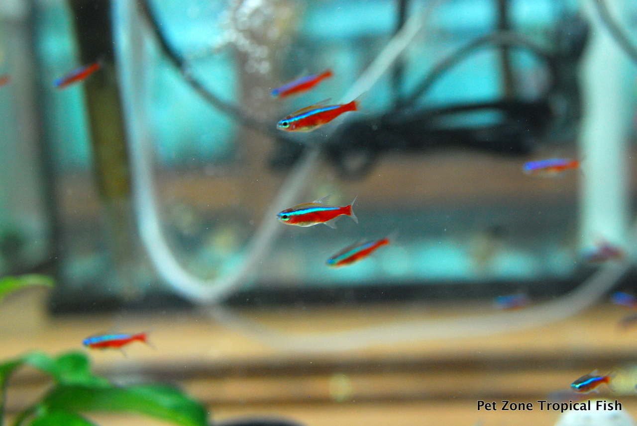 Freshwater Tropical Fish Cardinal Tetra Jumbo Sized