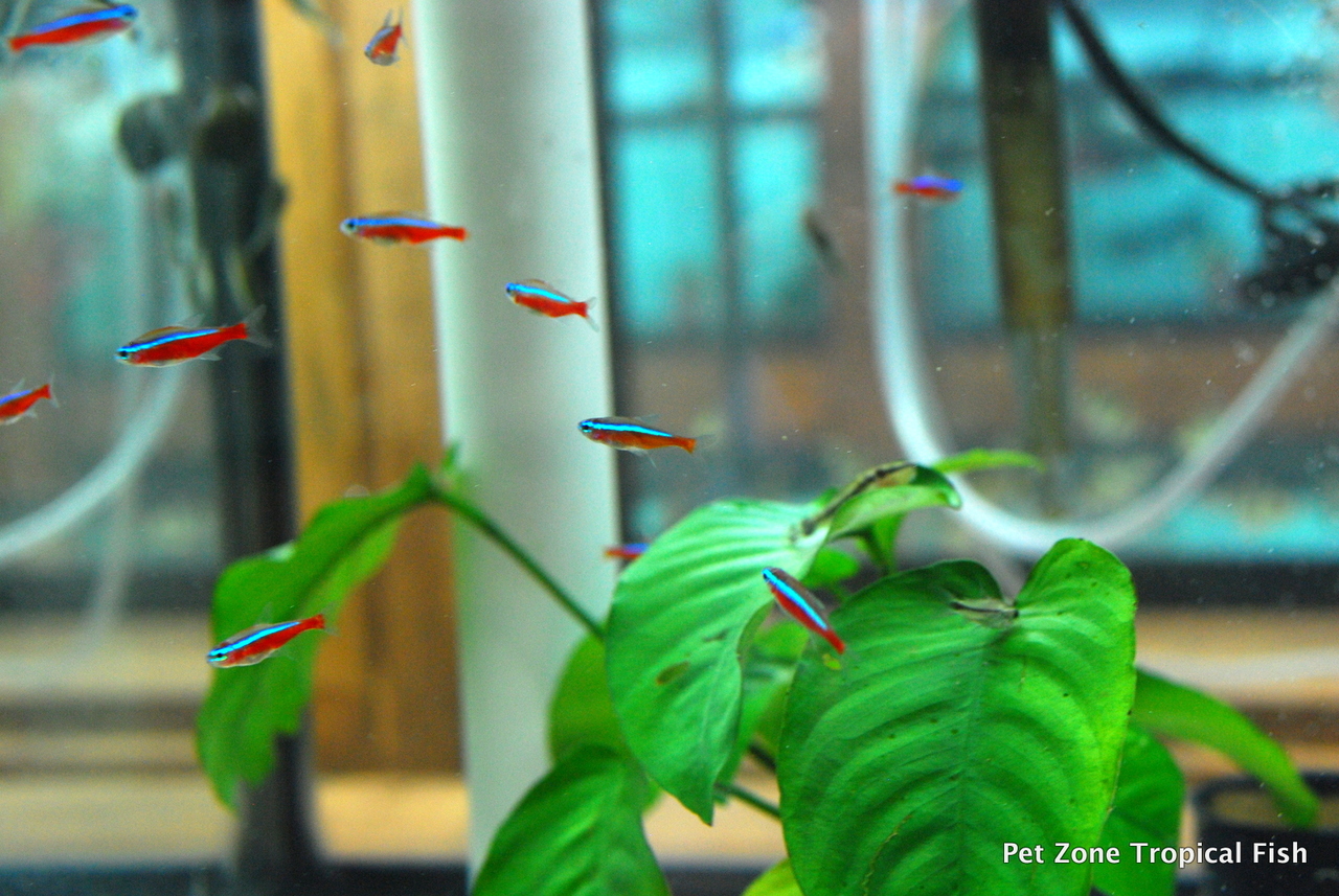 Freshwater Tropical Fish Cardinal Tetra Jumbo Sized