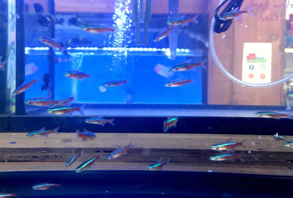 Freshwater Tropical Fish Cardinal Tetra Jumbo Sized