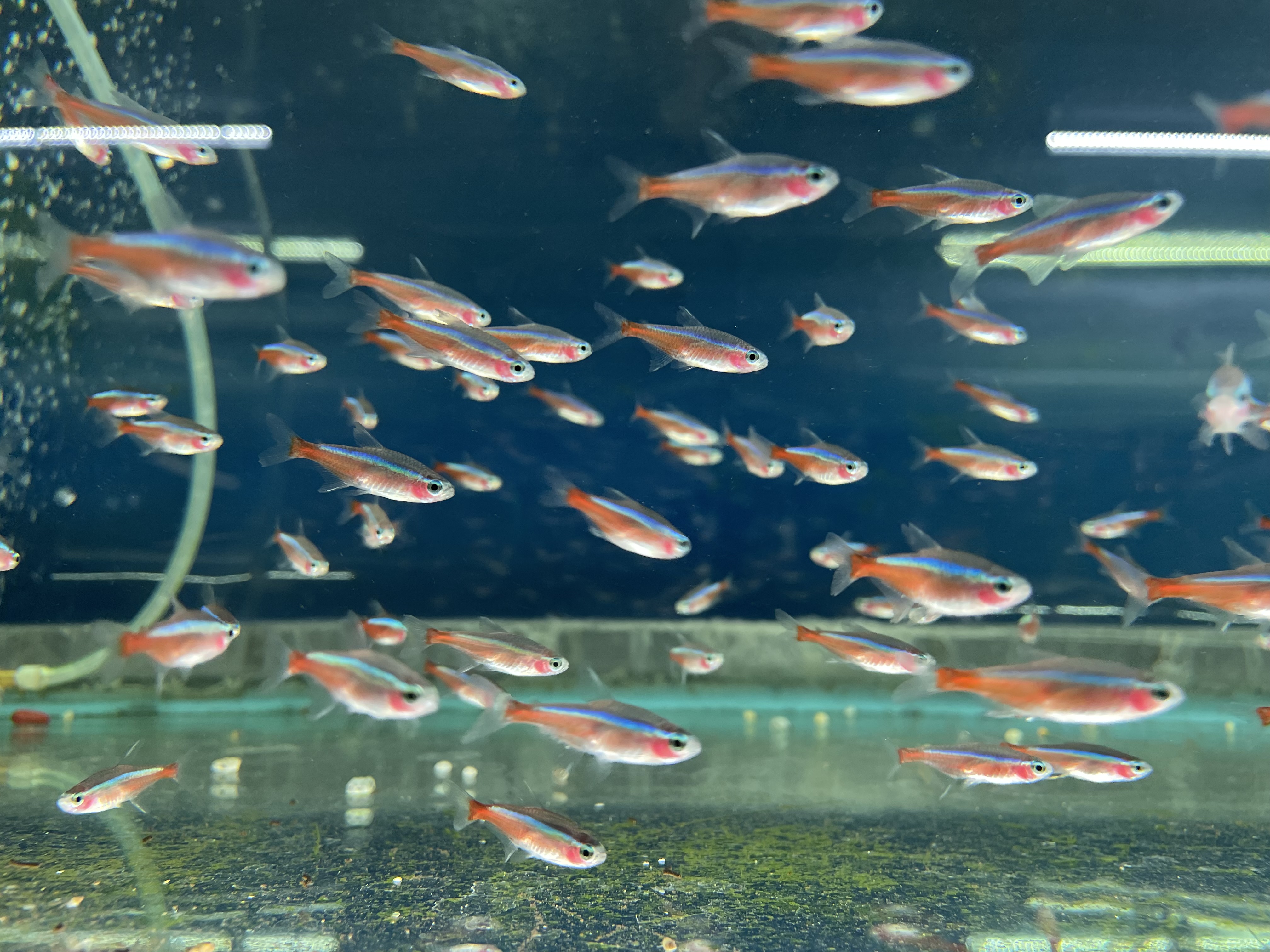 Freshwater Tropical Fish Cardinal Tetra Jumbo Sized