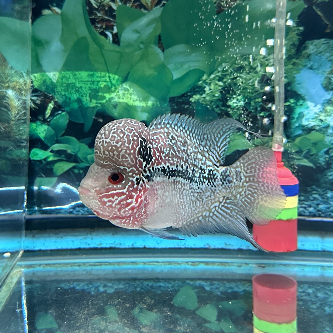 Hybrid Cichlid ZZ Flowerhorn MC14