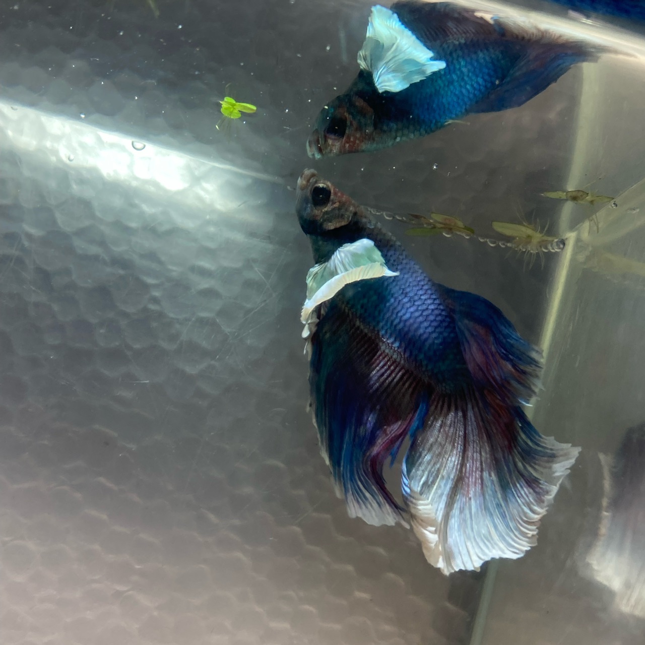 Halfmoon Dumbo Betta Pet Zone Tropical Fish San Diego, California