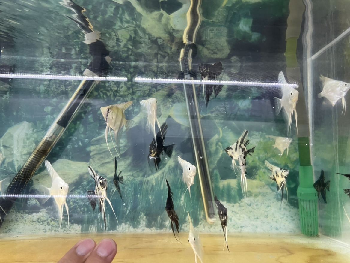 Freshwater Tropical Fish: Assorted Angelfish - Small - Pterophyllum