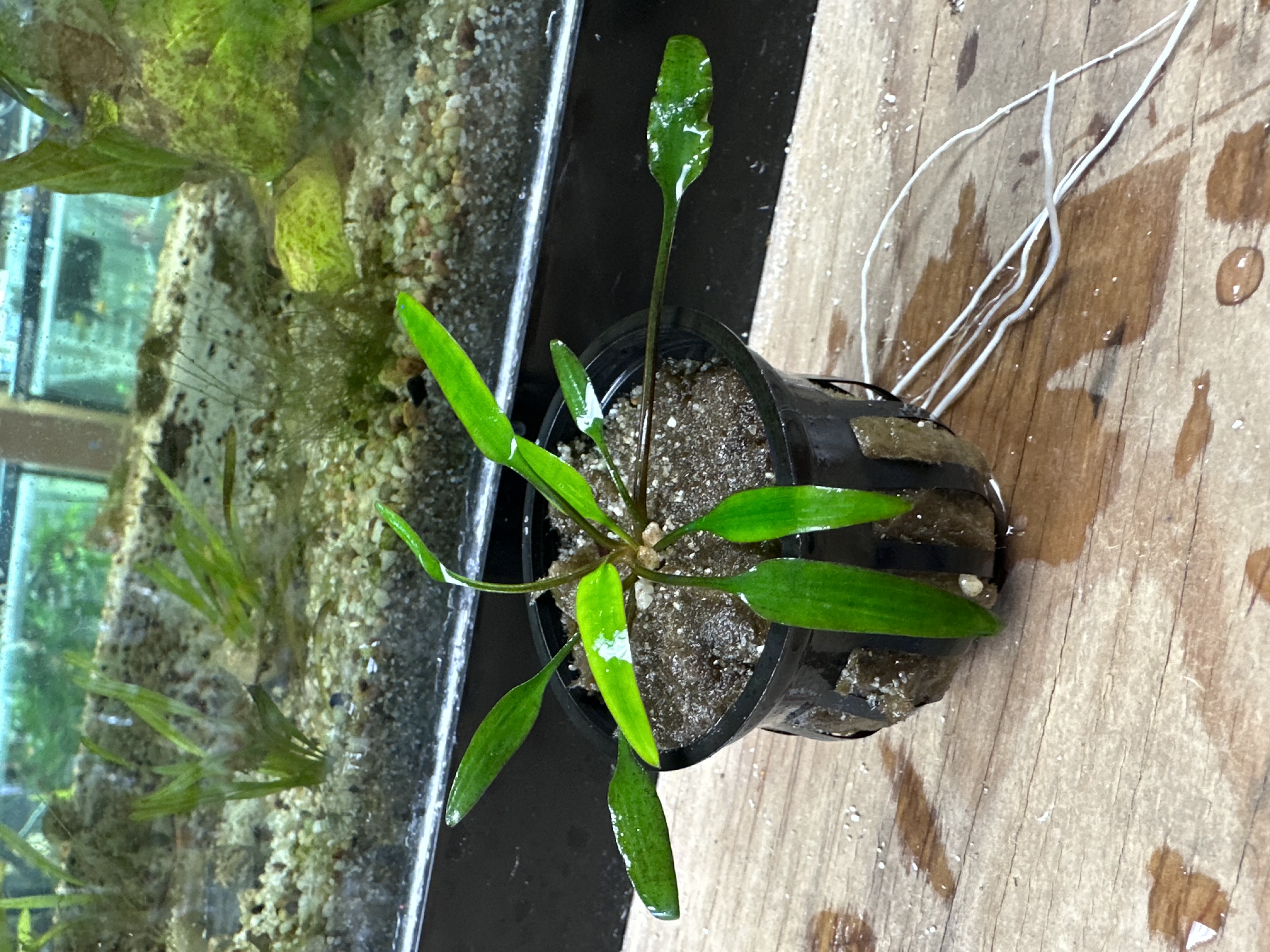 cryptocoryne lucens