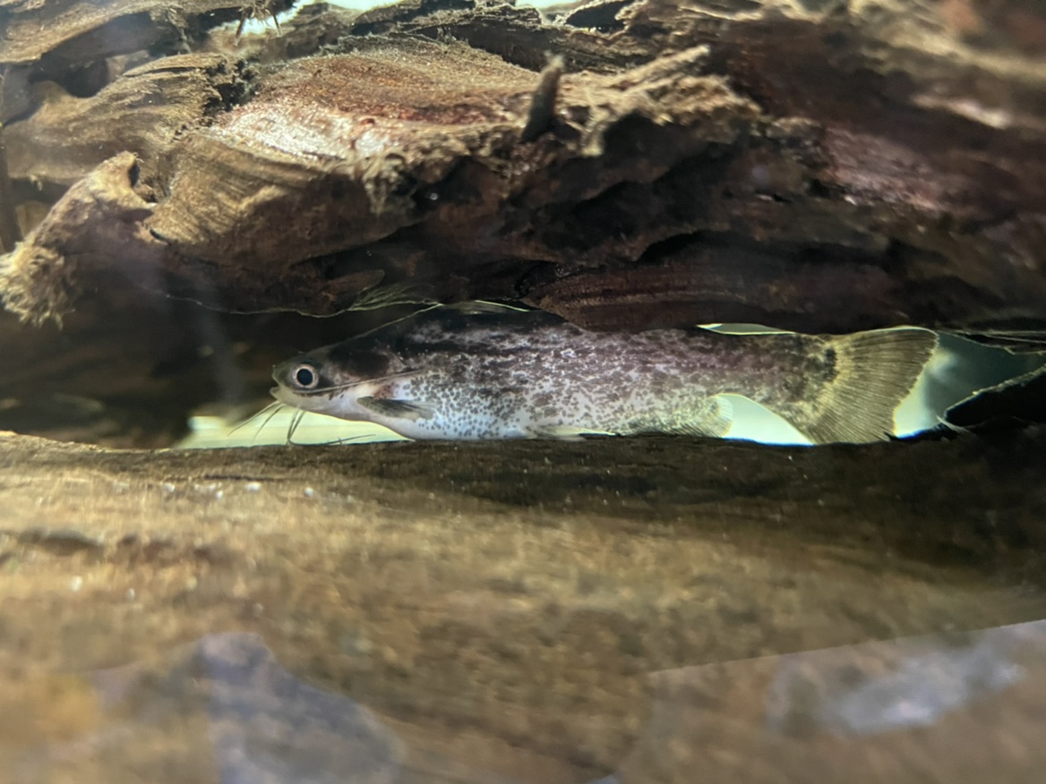 Freshwater Tropical Fish Colombian Wood Cat Fisher's Wood Catfish Trachelyopterus fisheri