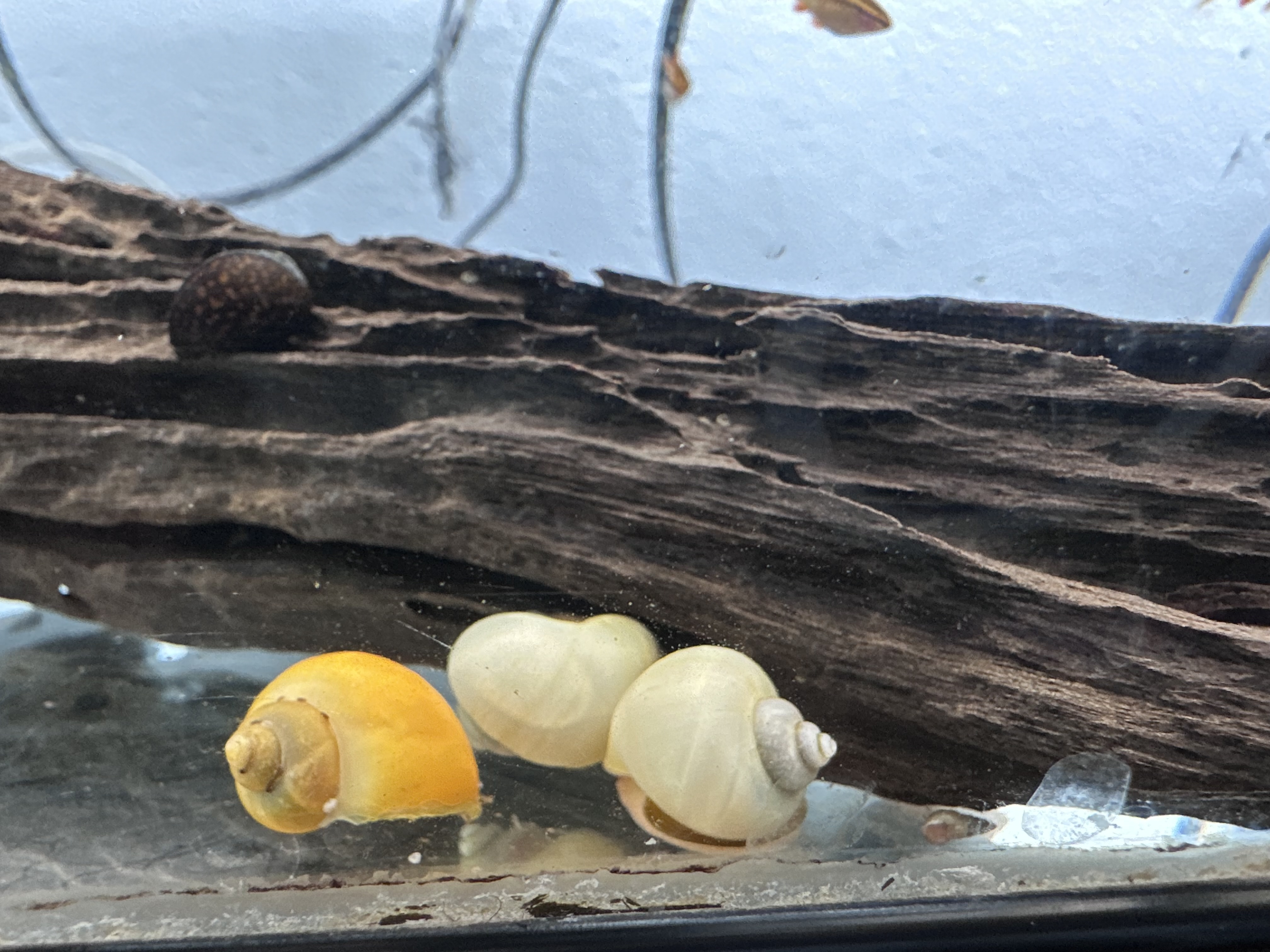 ivory mystery snail
