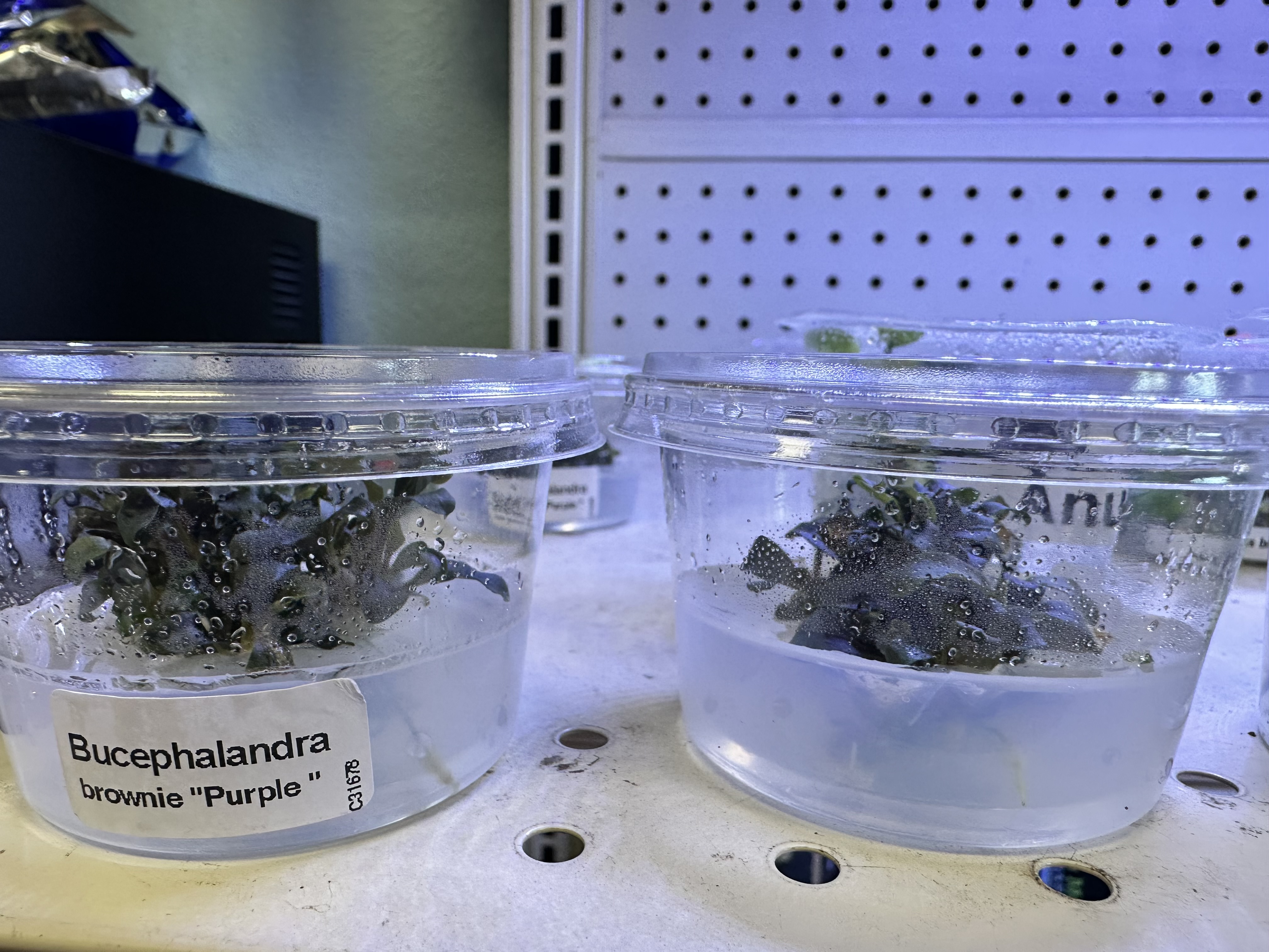 Aquarium Plants: Bucephalandra Sp. 