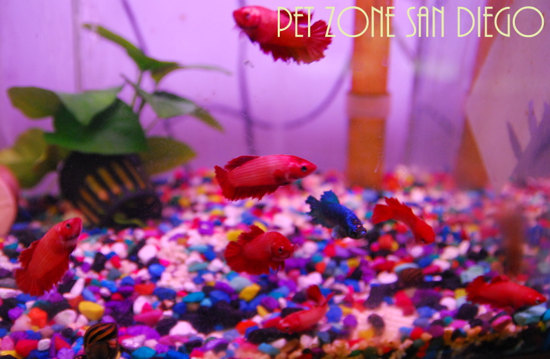 dumbo halfmoon betta female